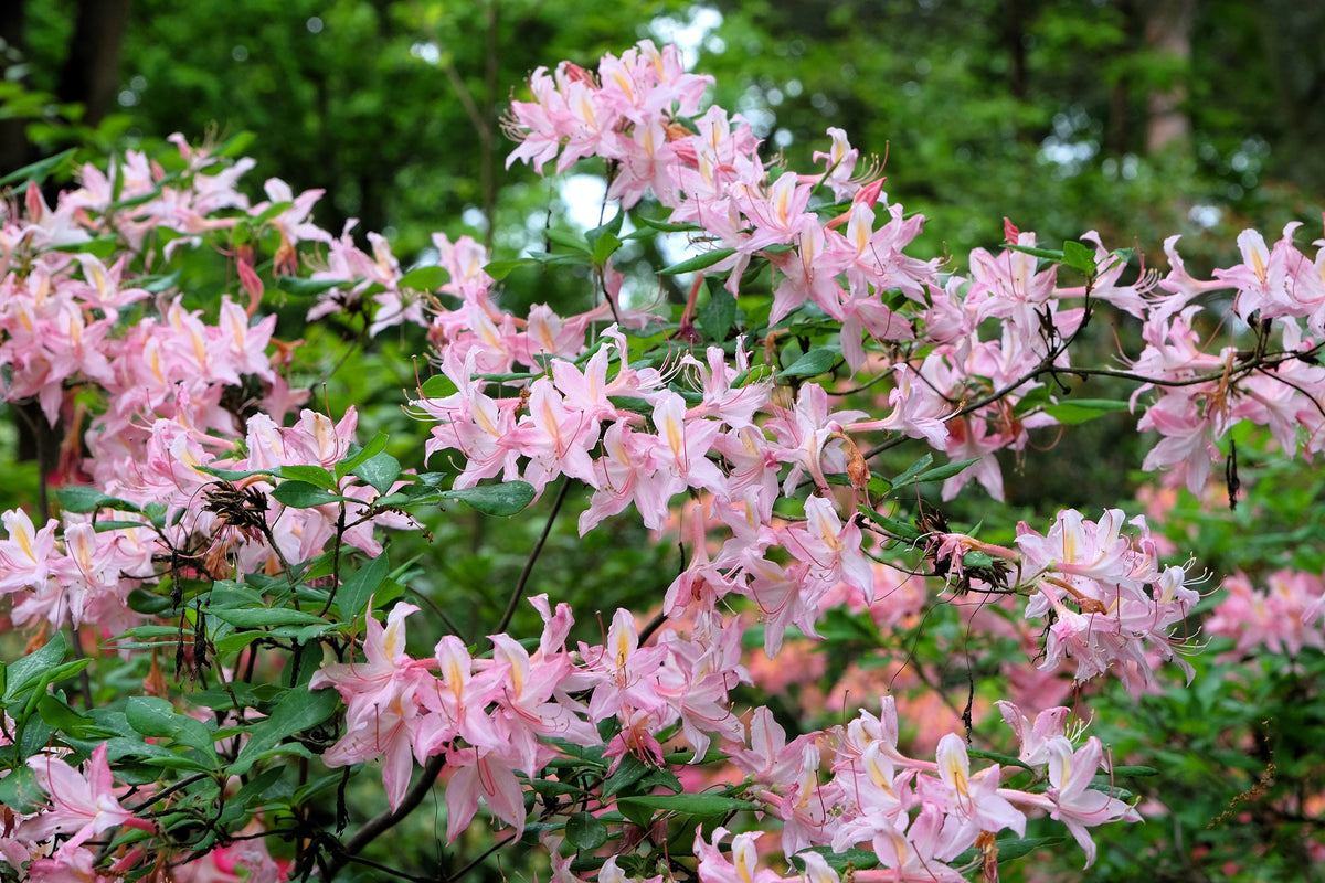 20 WESTERN AZALEA Pink White Yellow Shrub Flower Rhododendron Occidentale Seeds