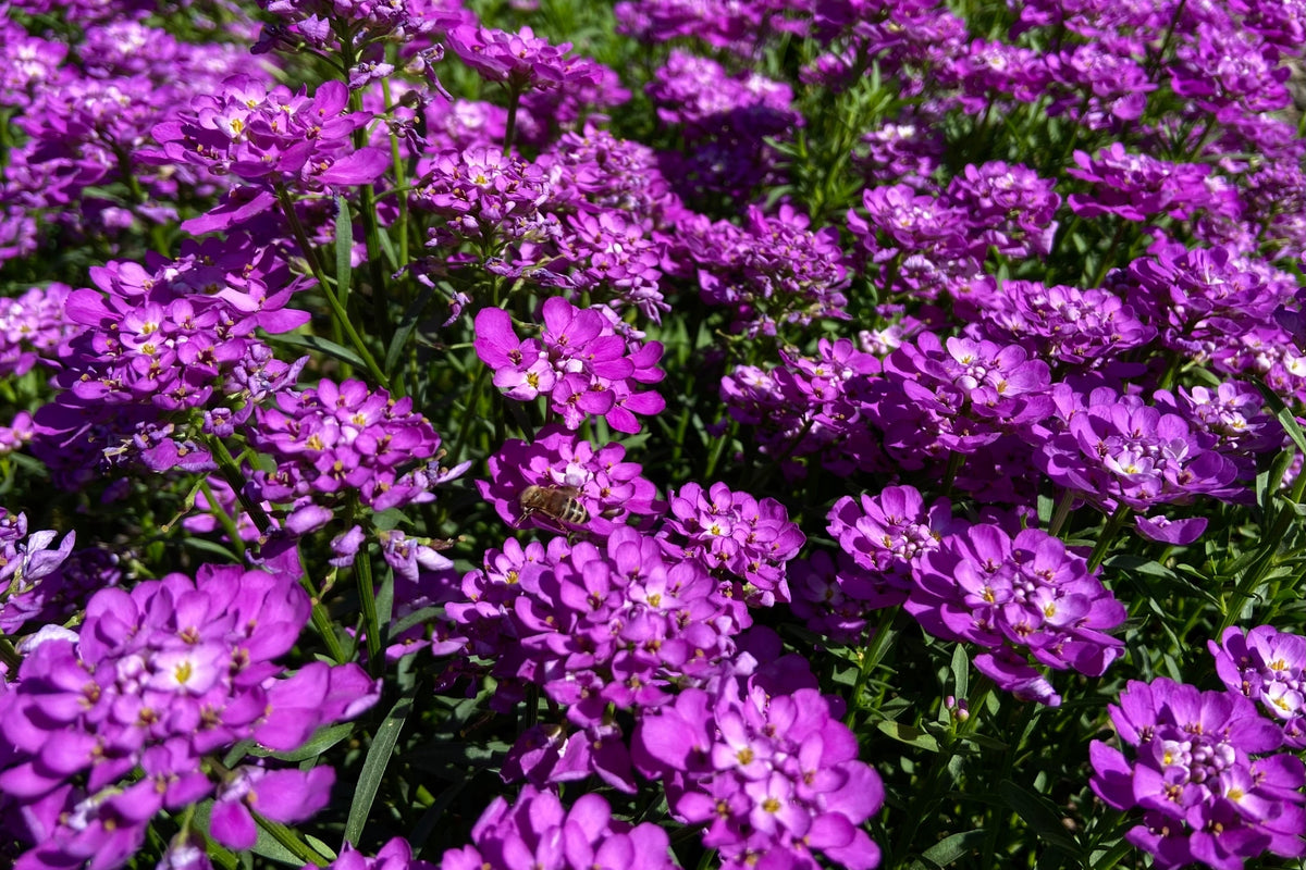 2000 Fairy DWARF MIX CANDYTUFT Iberis Umbellata Flower Seeds
