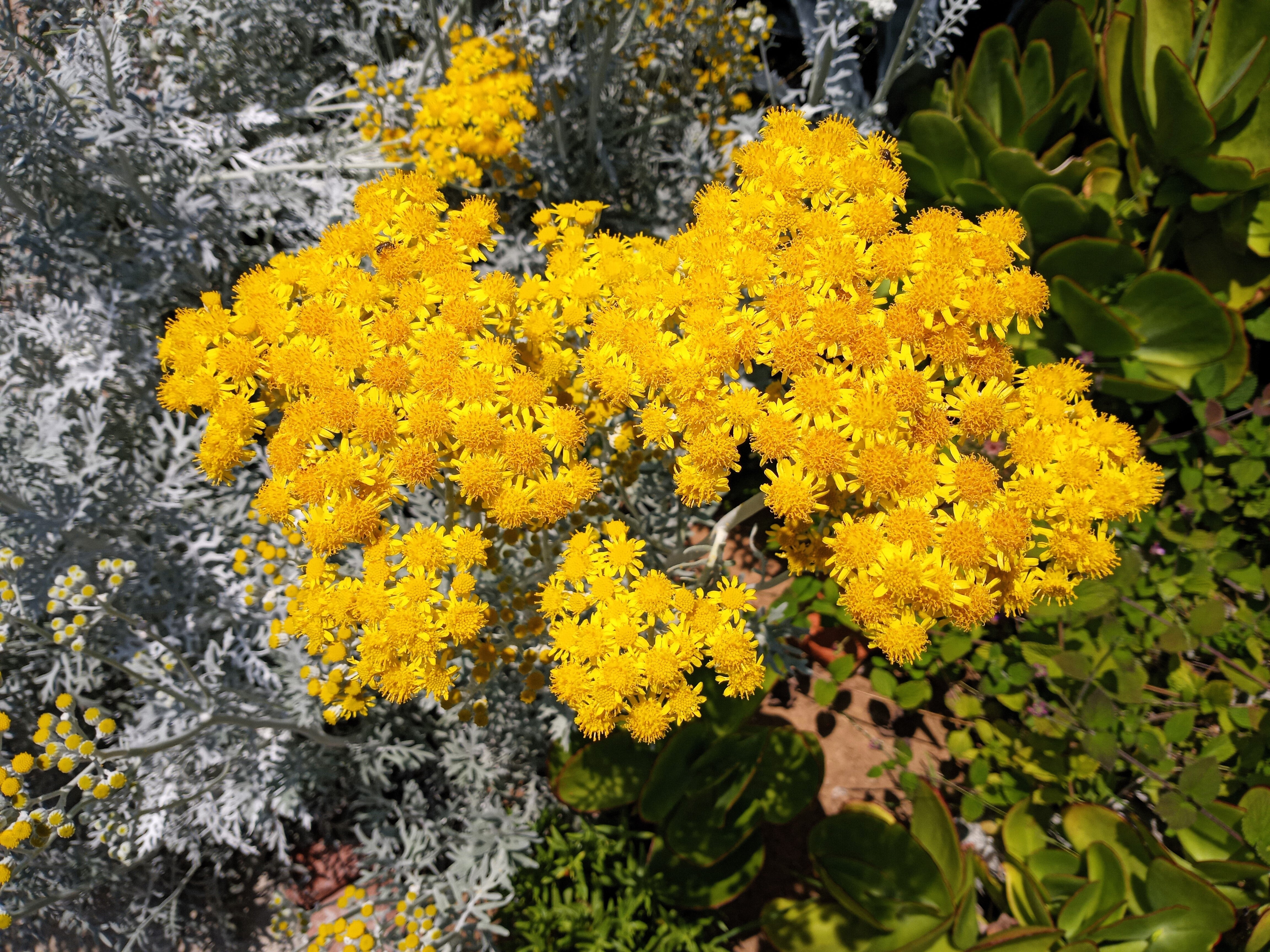 300 SILVERDUST DUSTY MILLER Cineraria Maritima Jacobaea Senecio Flower Seeds