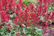 100 HEUCHERA FIREFLY Coral Bells Heuchera Sanguinea Red Flower Shade Seeds
