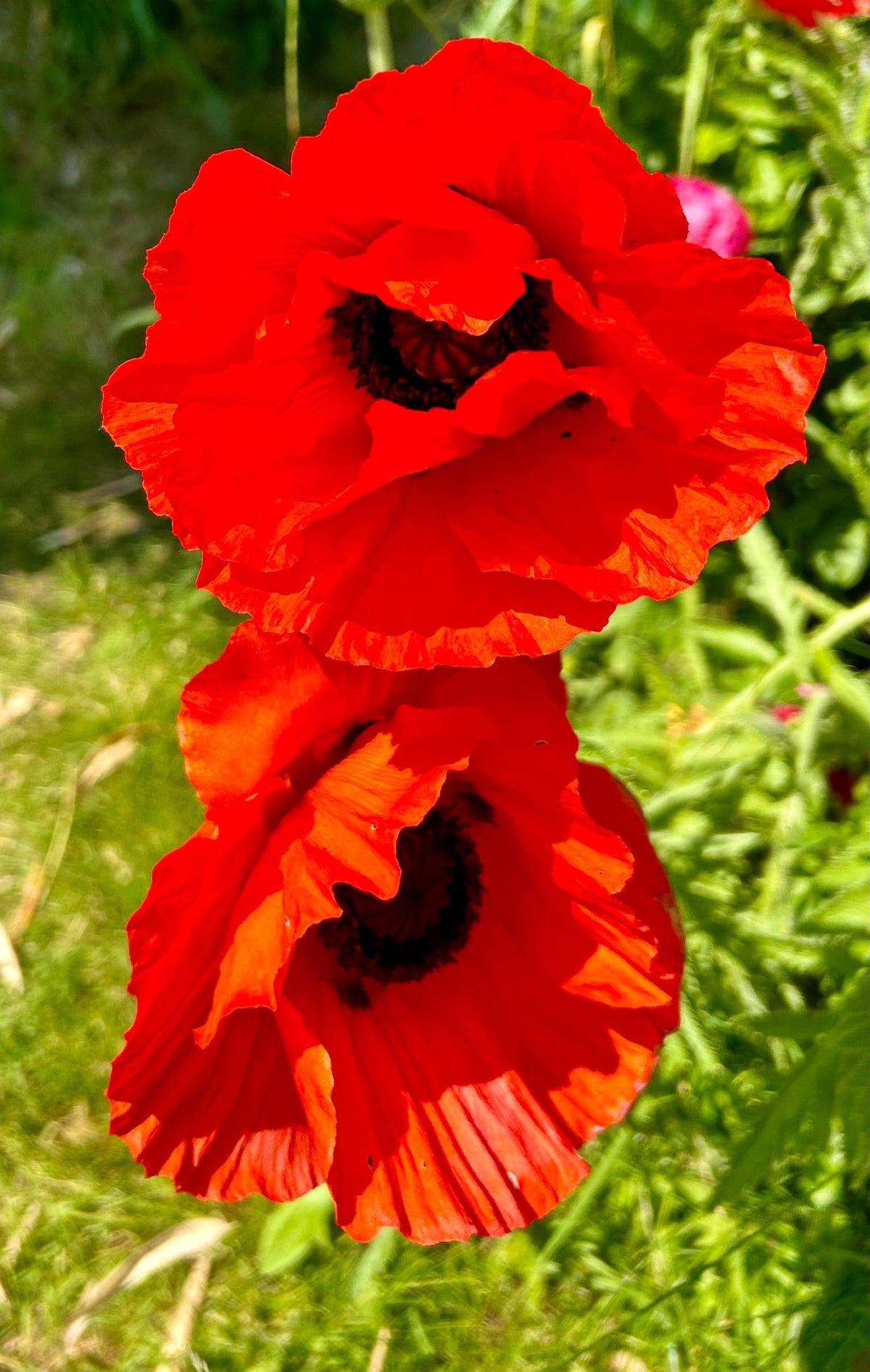 100 BEAUTY Of Livermere ORIENTAL POPPY Papaver Orientale Flower Seeds