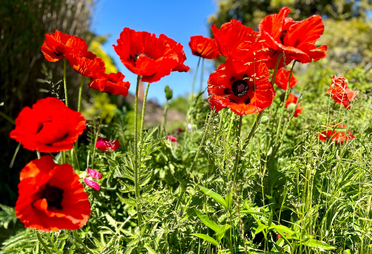 100 BEAUTY Of Livermere ORIENTAL POPPY Papaver Orientale Flower Seeds