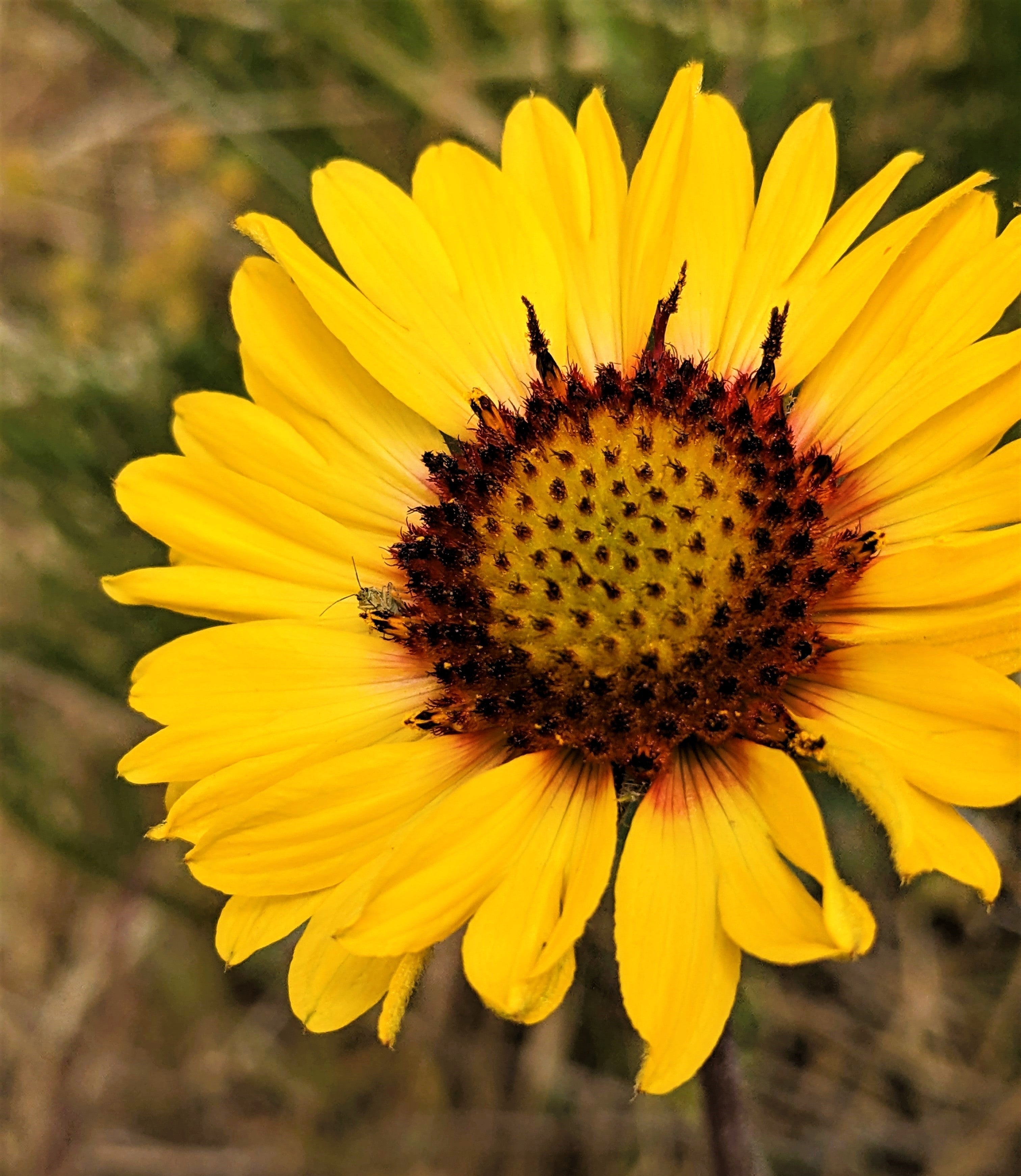 100 YELLOW GAILLARDIA (Blanket Flower / Indian Blanket) Gaillardia Aristata Flower Seeds