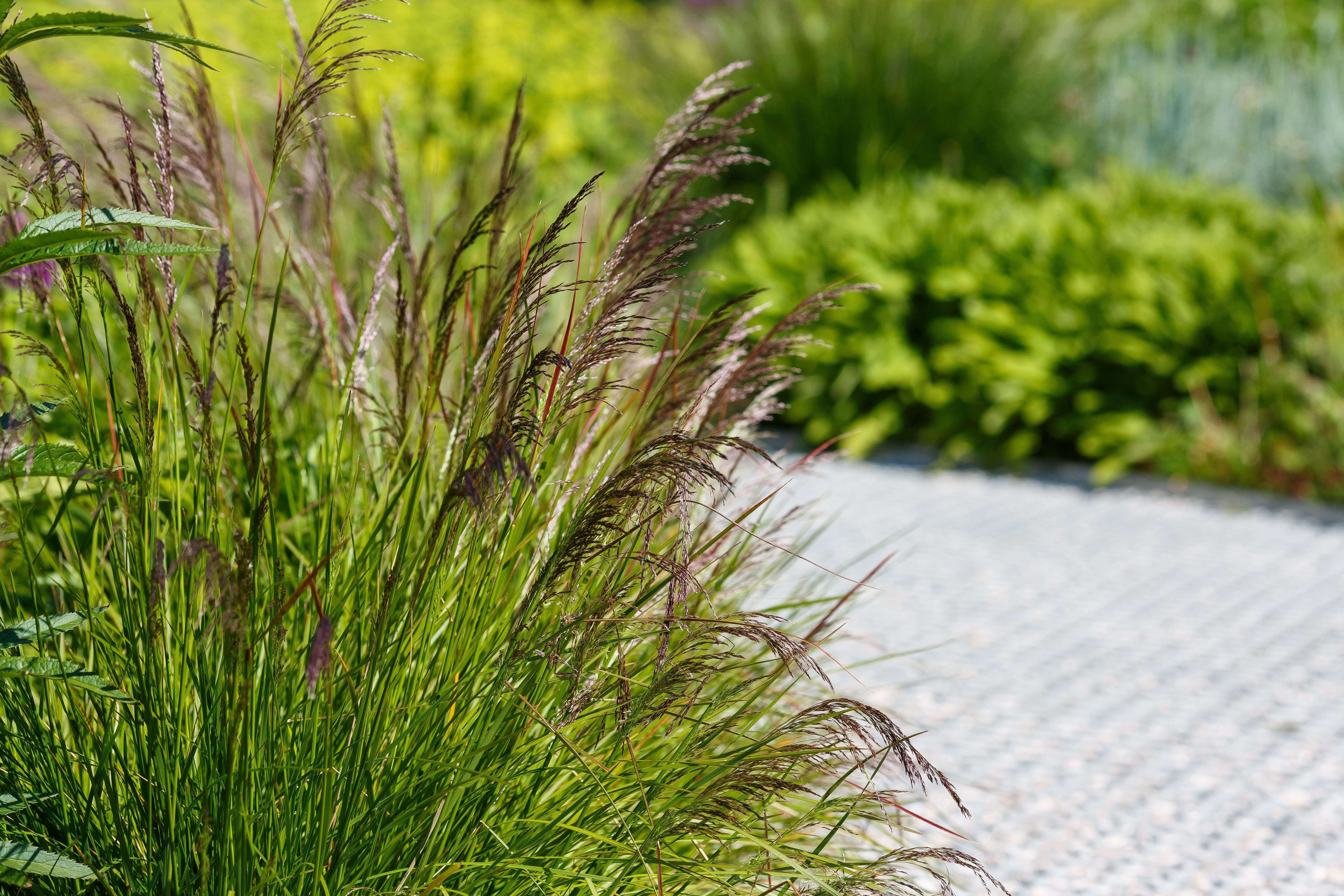 200 TUFTED HAIRGRASS Tussock Grass Deschampsia Cespitosa Moist Ornamental Native Seeds