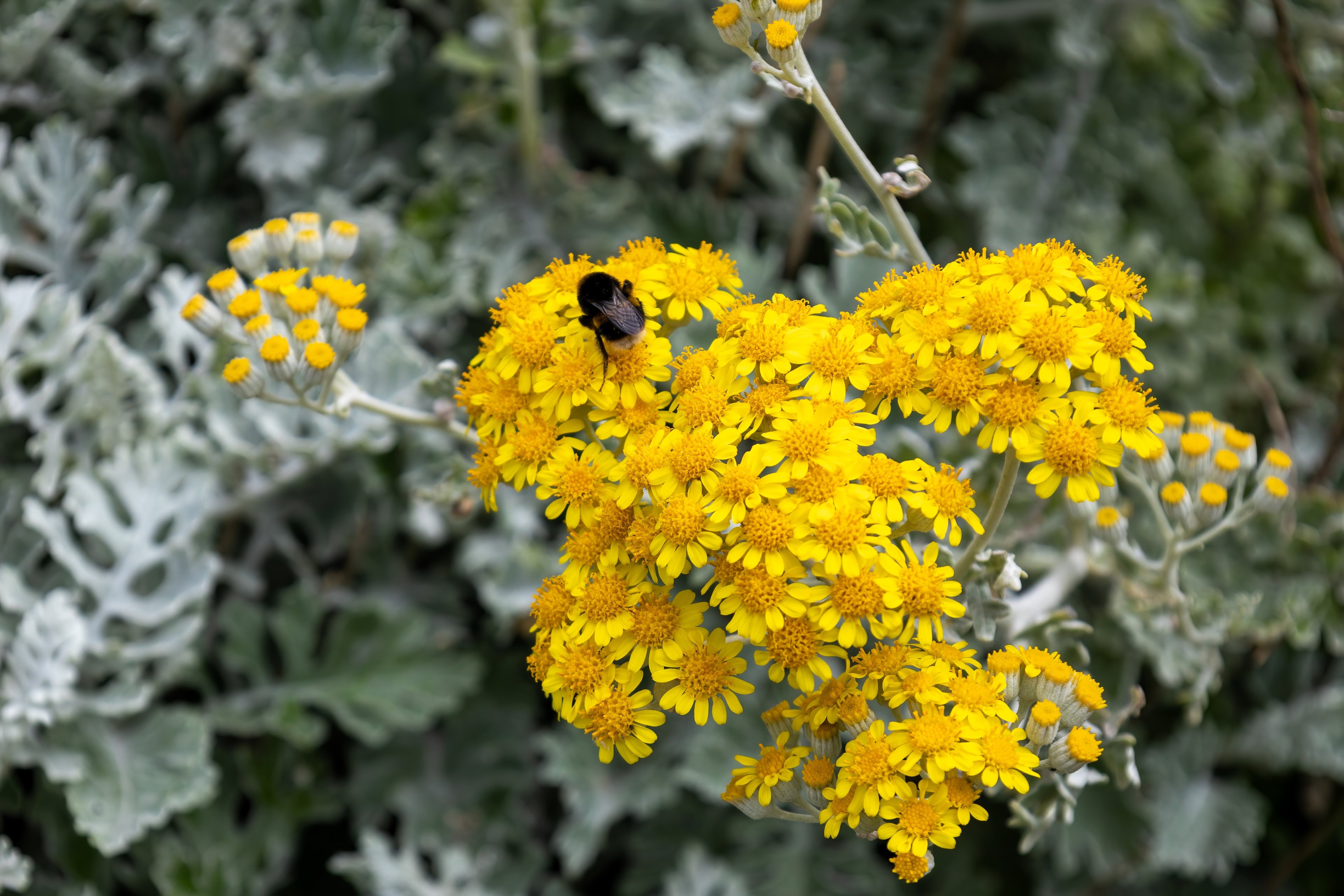 300 SILVERDUST DUSTY MILLER Cineraria Maritima Jacobaea Senecio Flower Seeds