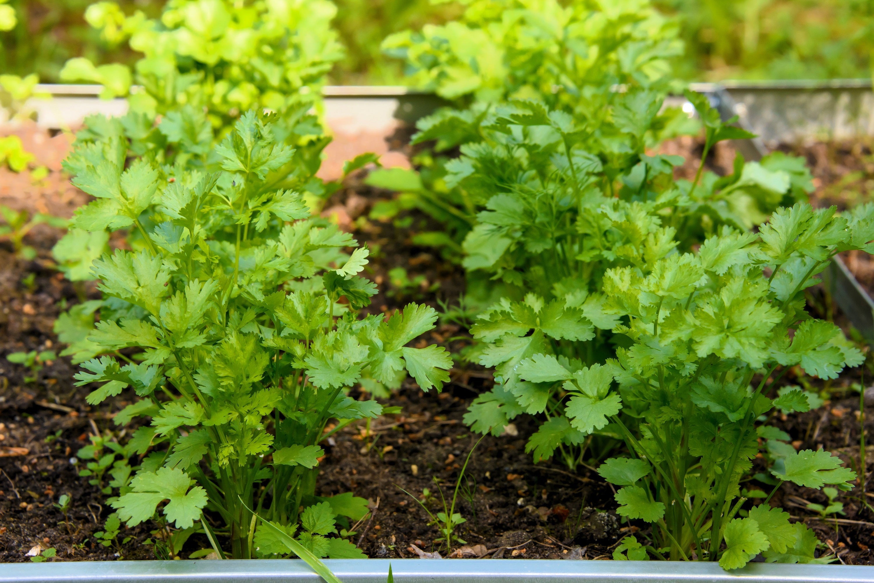 250 LEISURE CILANTRO / CORIANDER Coriandrum Sativum Herb Vegetable Seeds