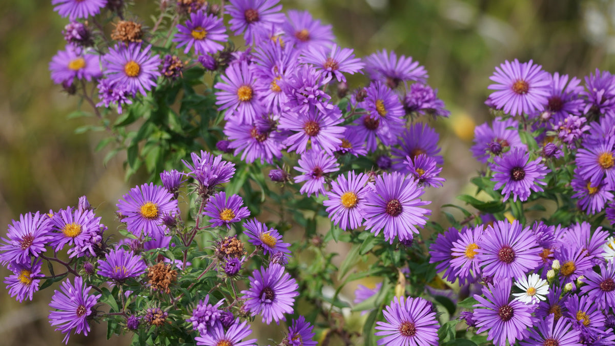 100 Purple NEW ENGLAND ASTER (Michaelmas Daisy) Aster Novae var Angliae Flower Seeds