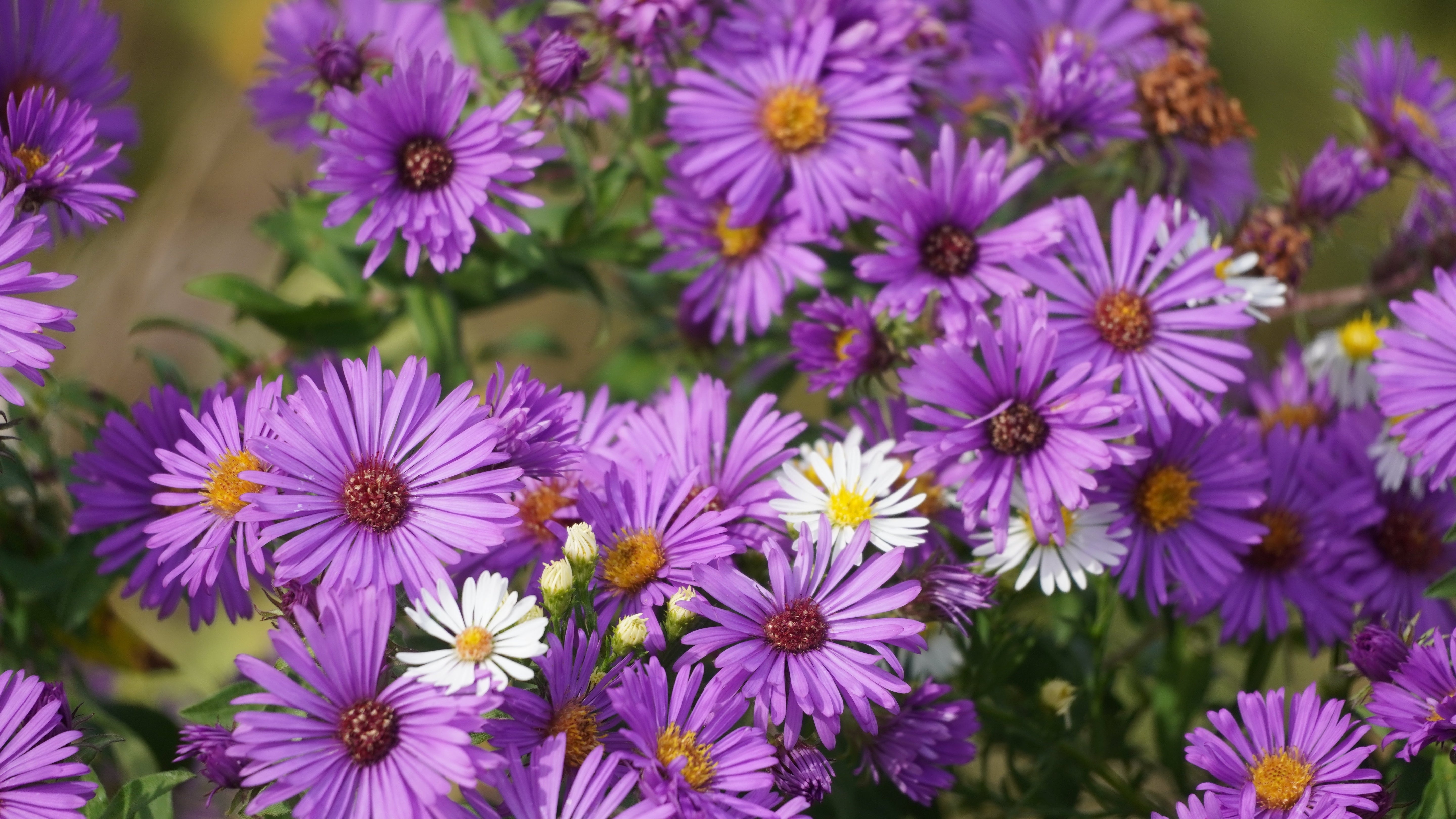 100 Purple NEW ENGLAND ASTER (Michaelmas Daisy) Aster Novae var Angliae Flower Seeds