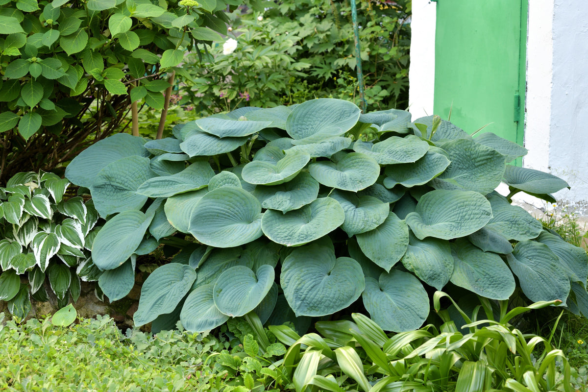 10 HOSTA ELEGANS Shade Lover Flower Seeds