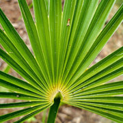 Needle Palm Tree
