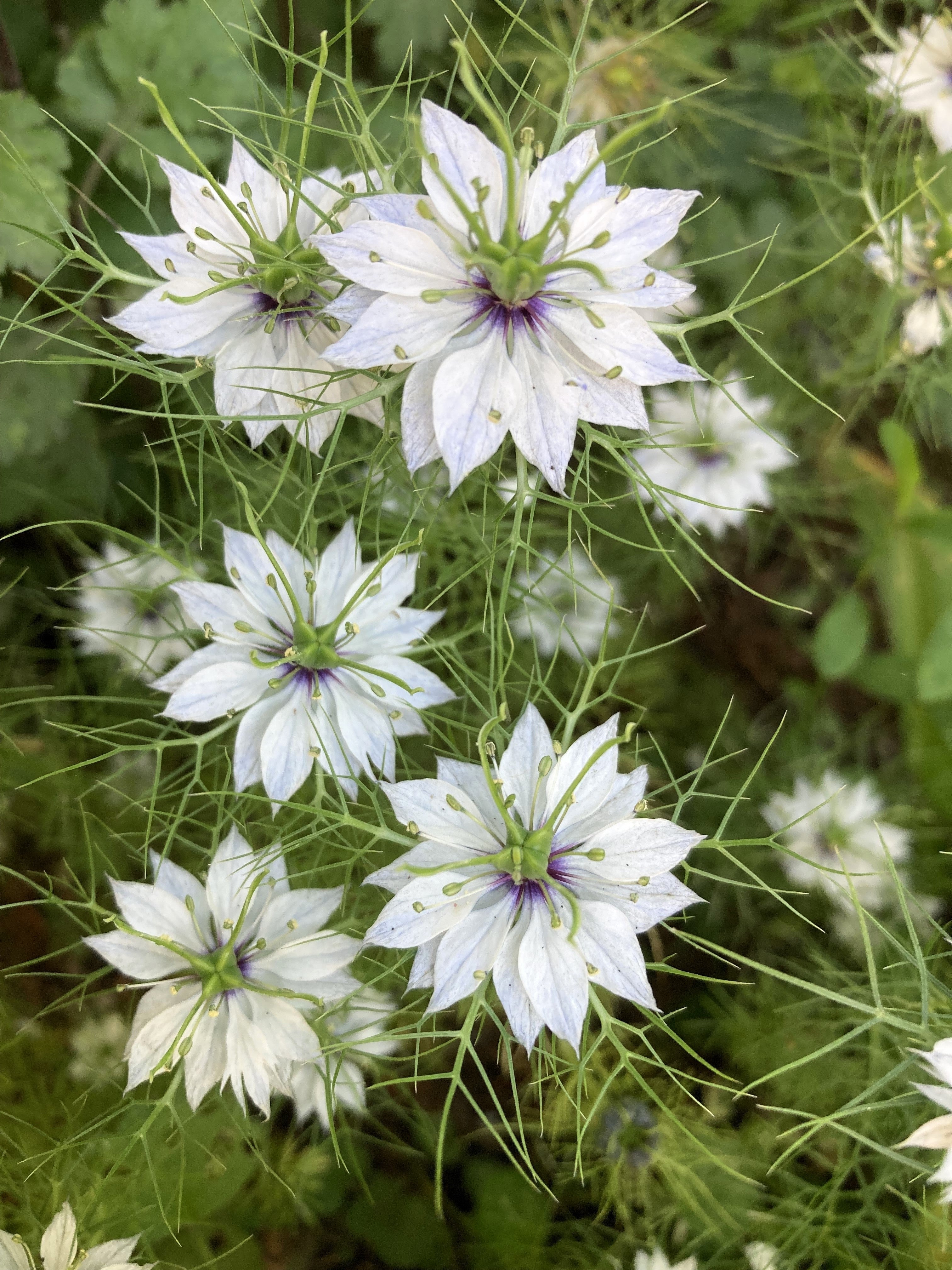500 White LOVE IN A MIST ( Fennel Flower ) Nigella Damascena Flower Seeds
