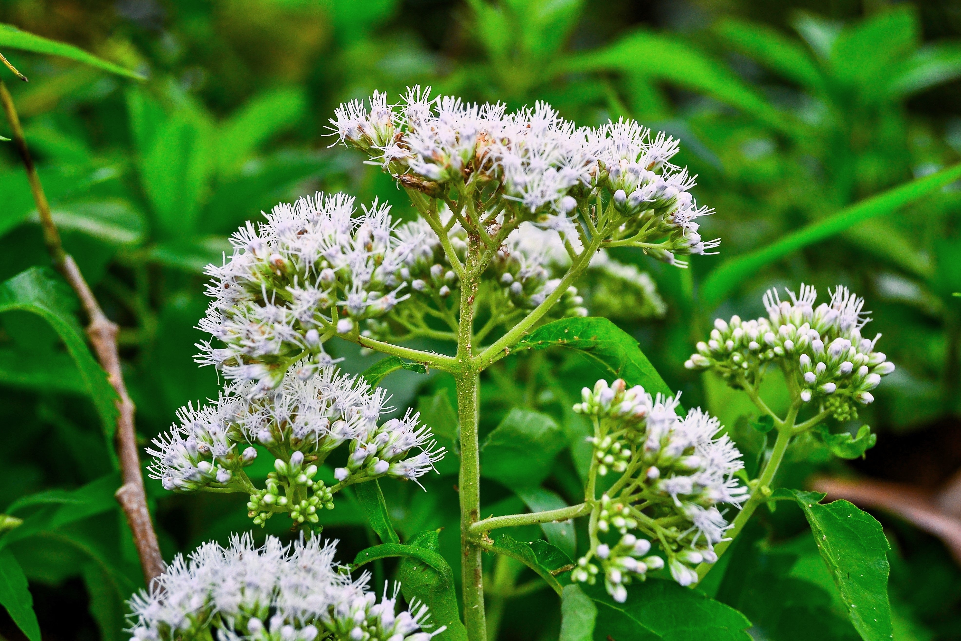200 TALL WHITE BONESET (Thoroughwort) Eupatorium Perfoliatum Flower Seeds