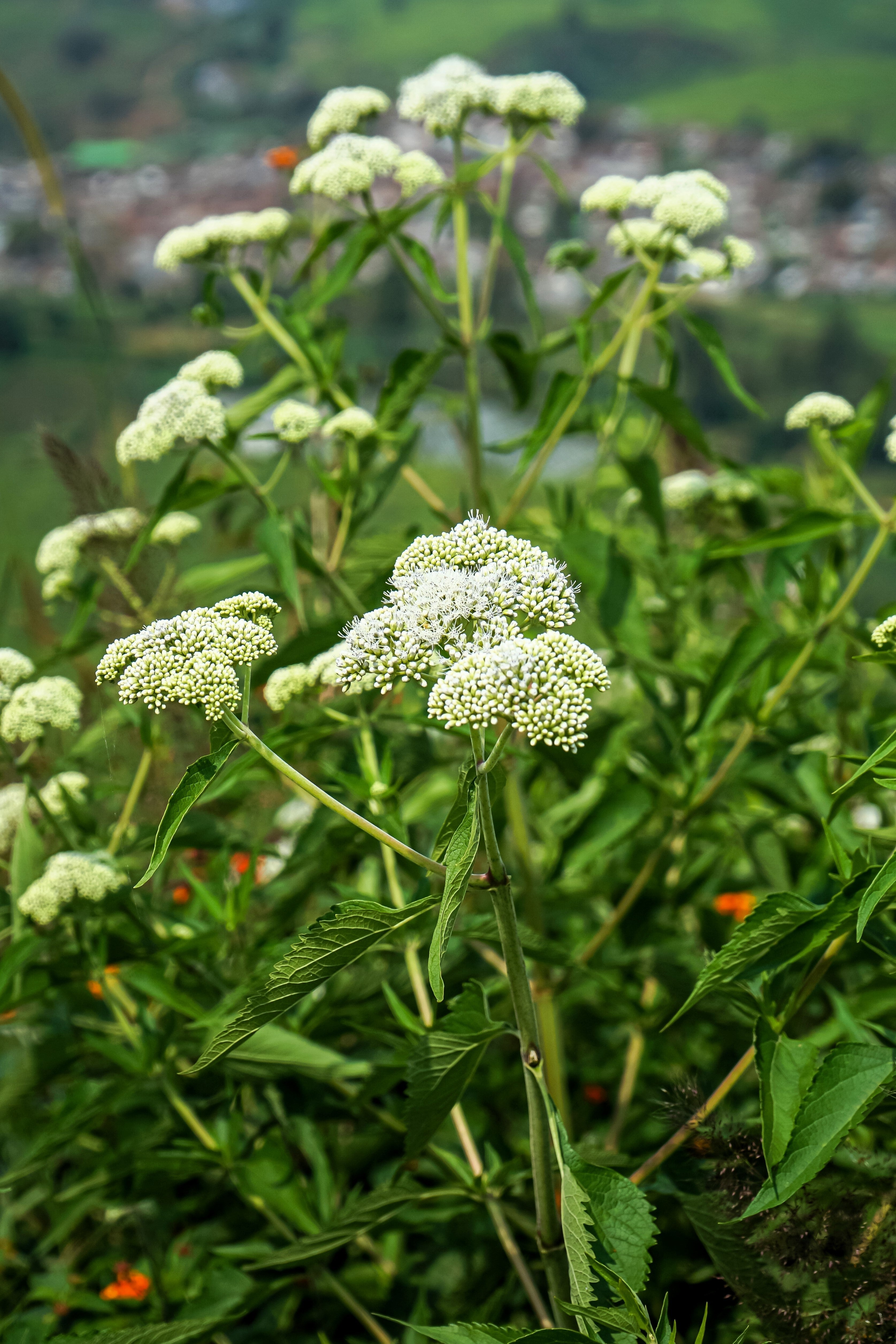 200 TALL WHITE BONESET (Thoroughwort) Eupatorium Perfoliatum Flower Seeds