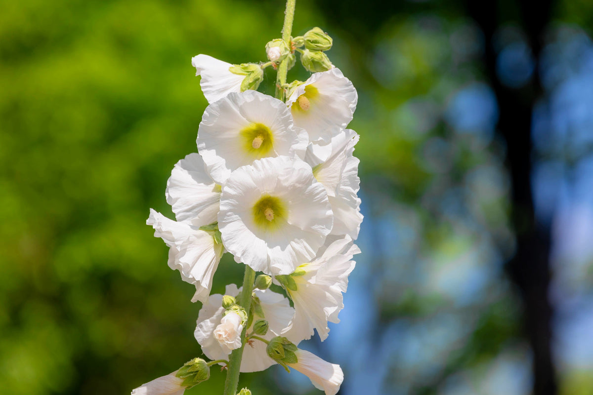 25 WHITE HOLLYHOCK Alcea Rosea Flower Seeds Perennial