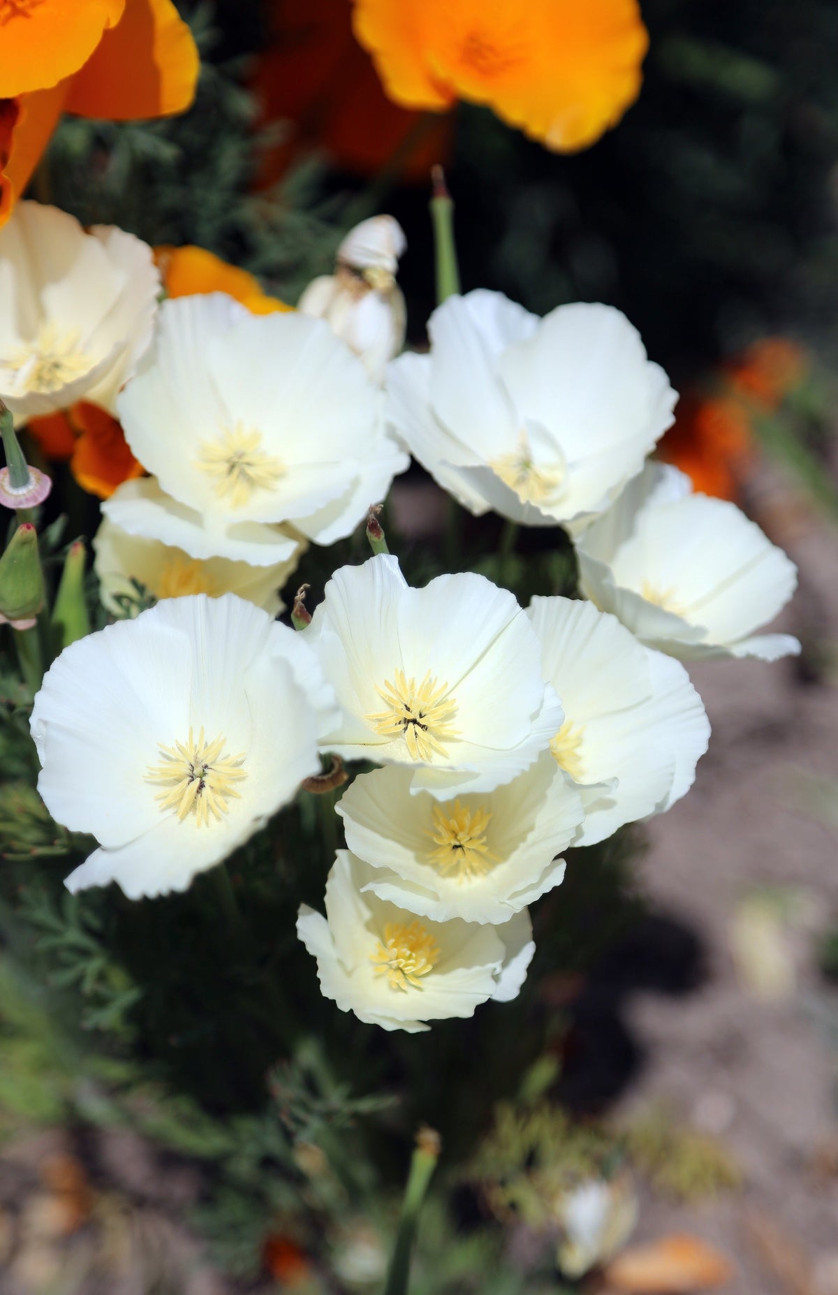 1000 WHITE CALIFORNIA POPPY Eschscholzia Californica Flower Seeds