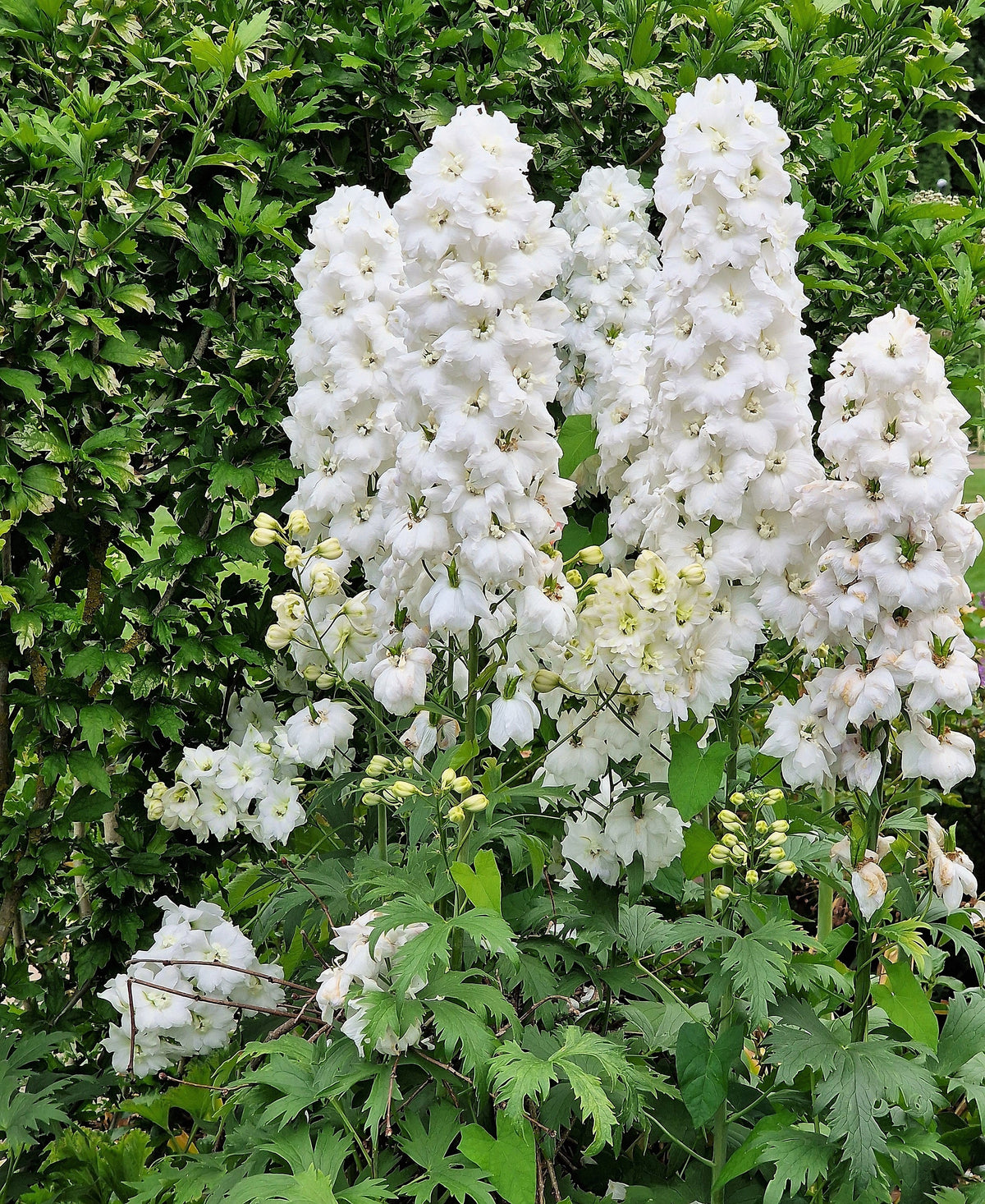 150 WHITE KING LARKSPUR Delphinium Consolida Giant Imperial Flower Seeds