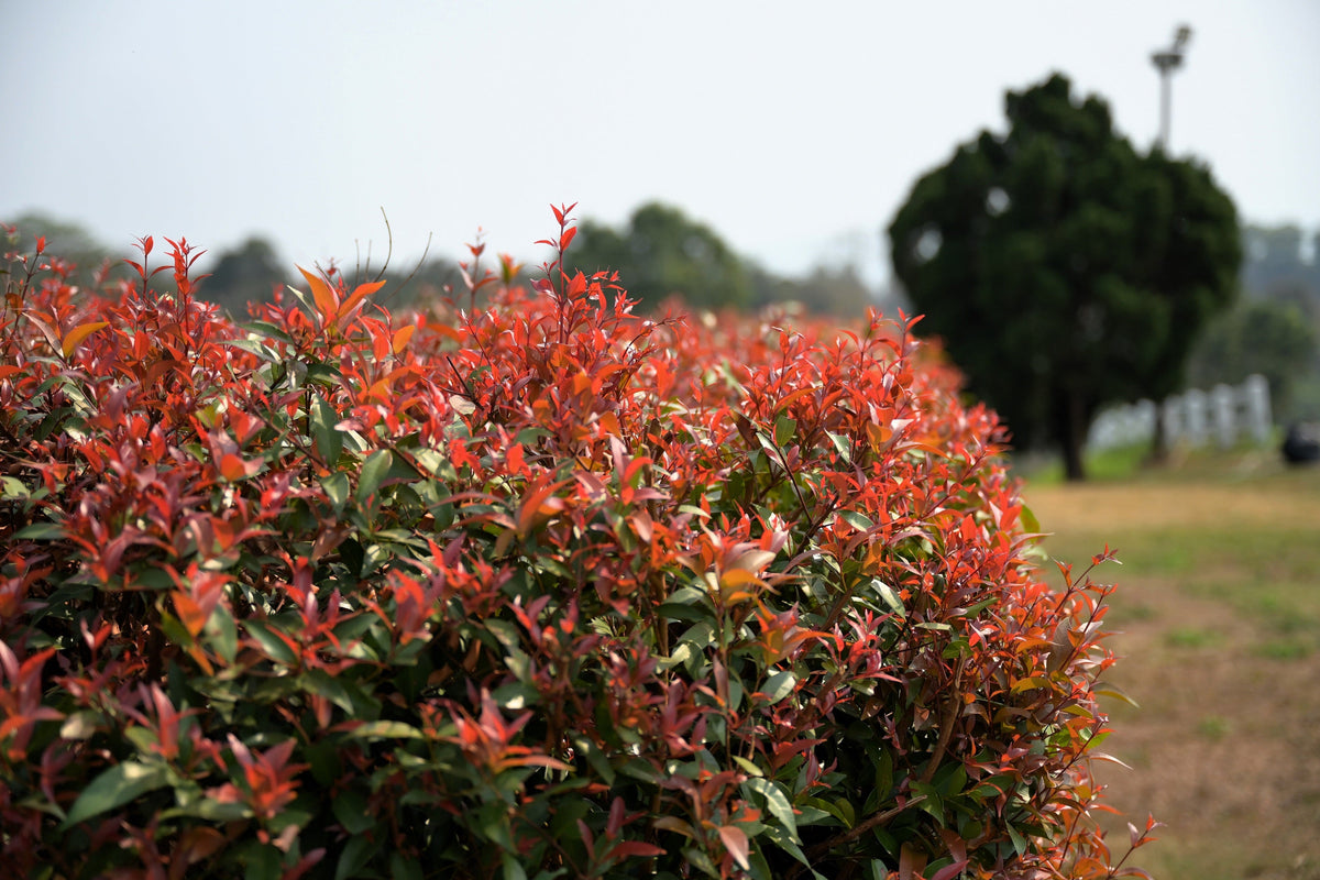 50 HEAVENLY BAMBOO Sacred Nandina Domestica Pink Red Sun Shade Shrub Seeds