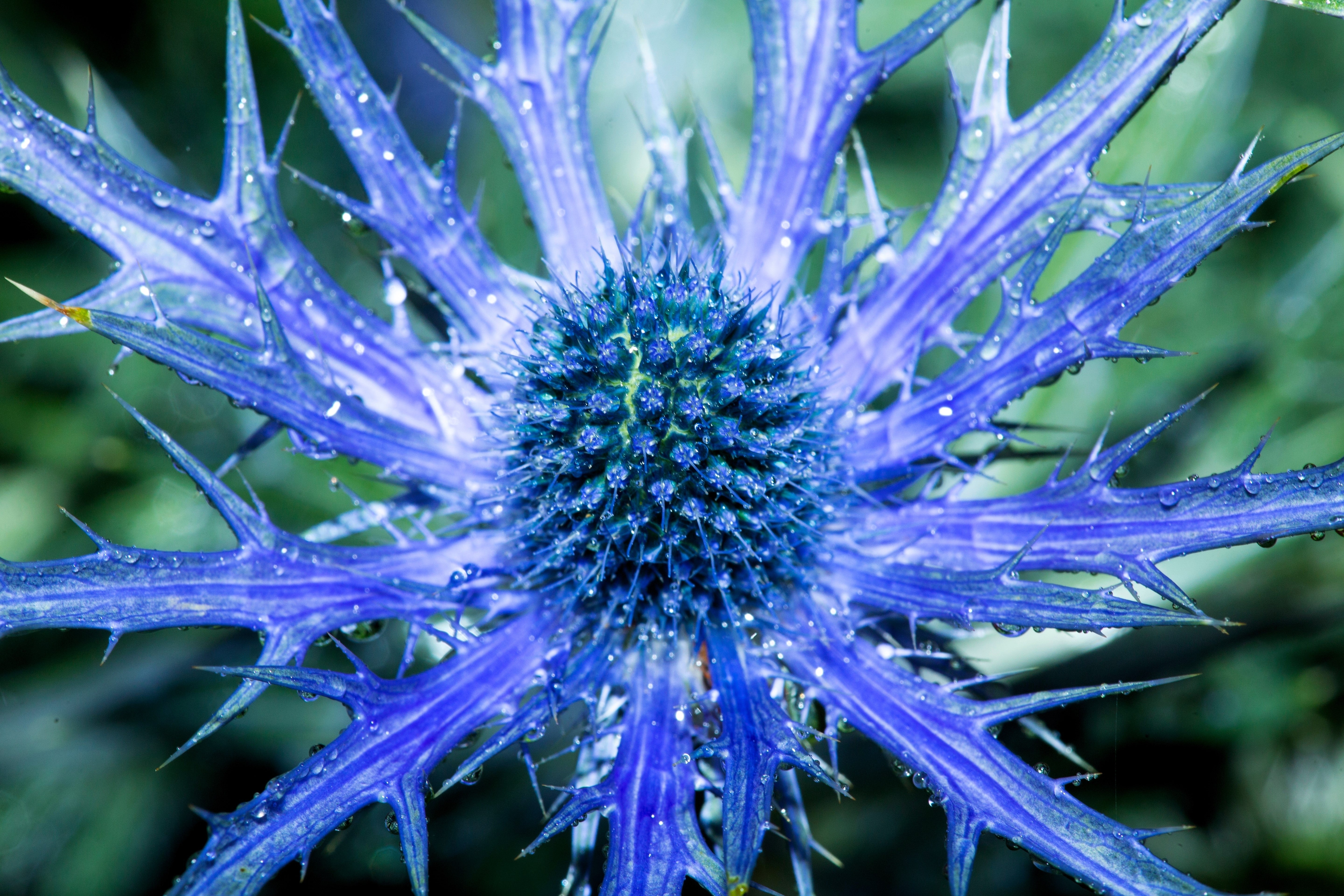 25 BLUE Star SEA HOLLY Eryngium Alpinum Flower Seeds