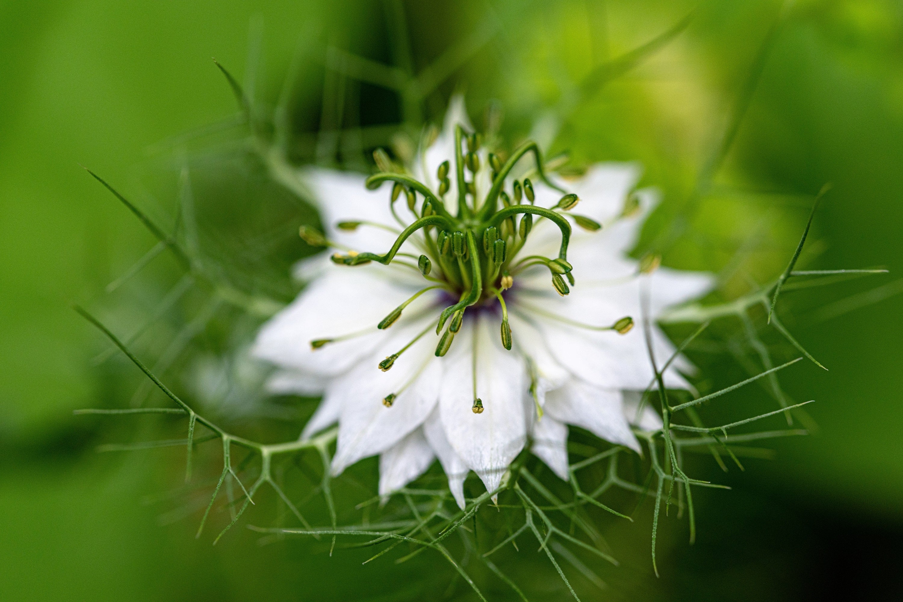 500 White LOVE IN A MIST ( Fennel Flower ) Nigella Damascena Flower Seeds