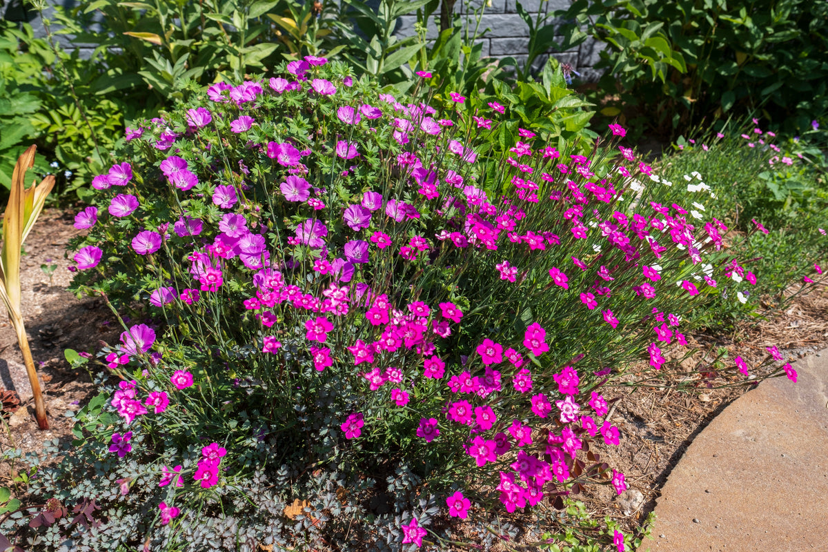 550 MAIDEN PINKS Mixed Colors Dianthus Deltoides Flower Seeds