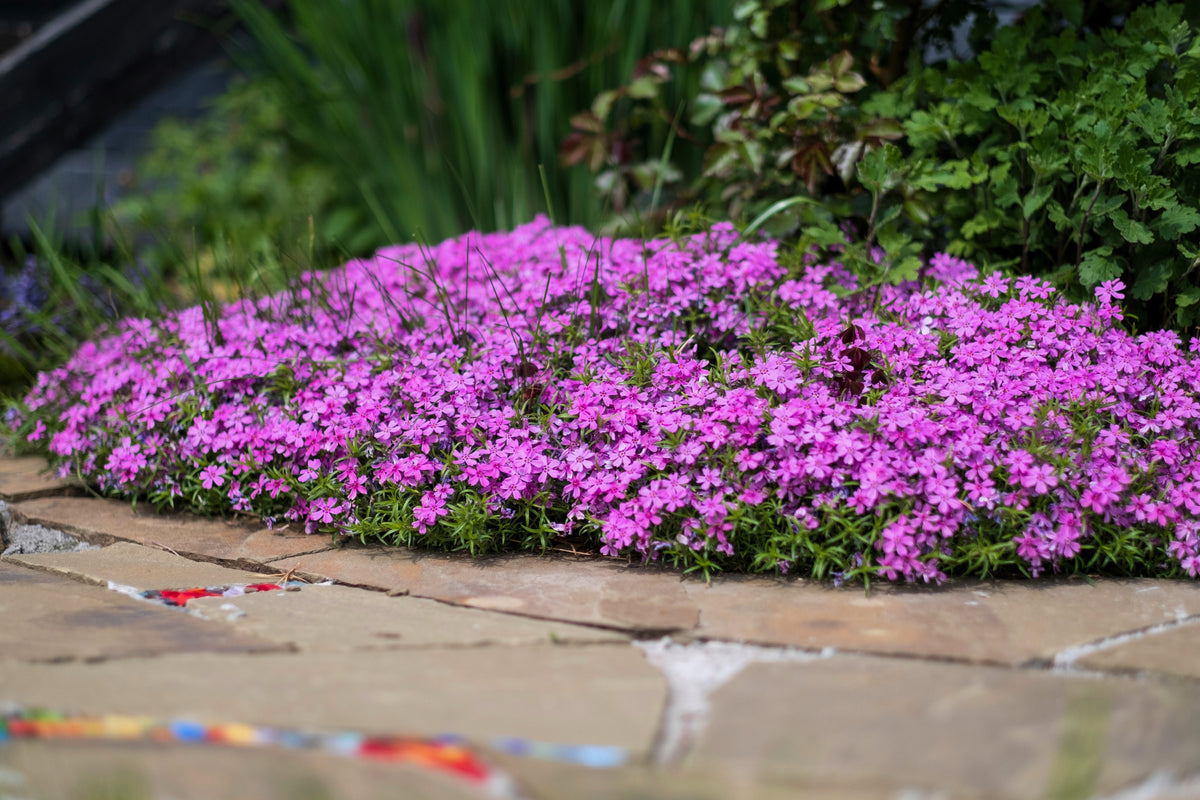 550 MAIDEN PINKS Mixed Colors Dianthus Deltoides Flower Seeds