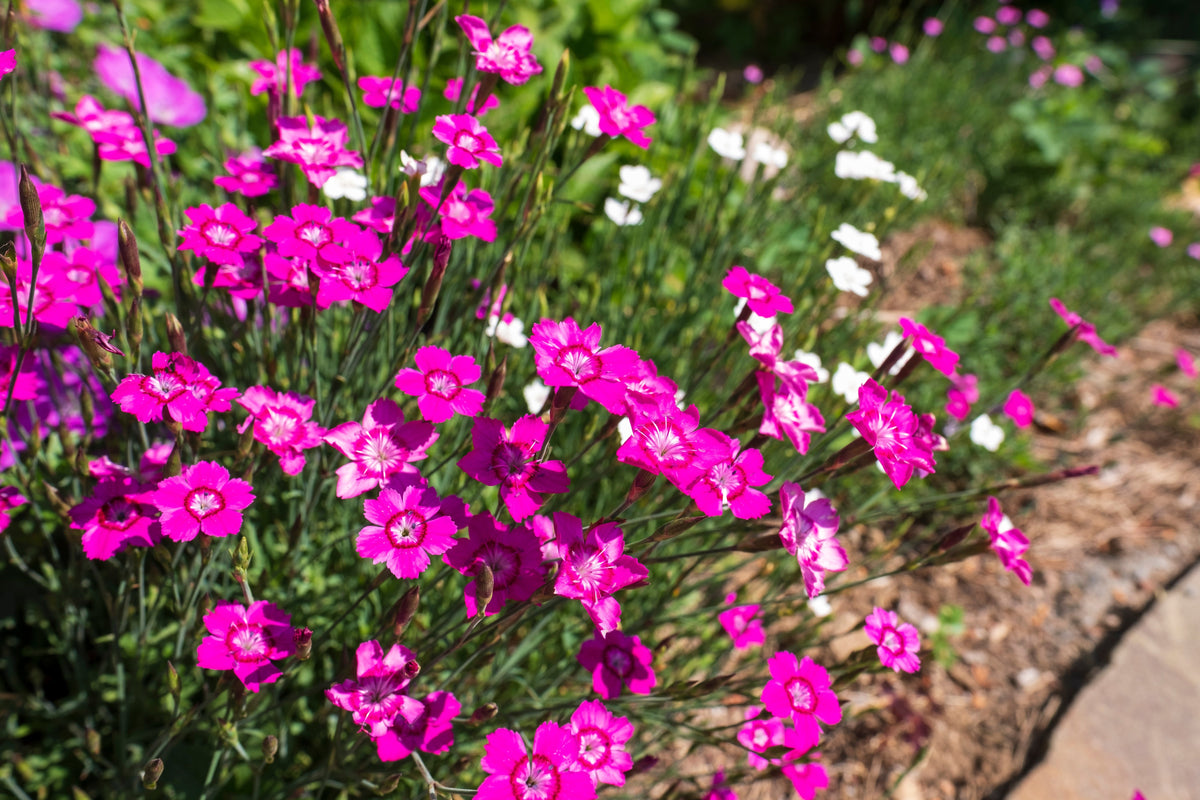 550 MAIDEN PINKS Mixed Colors Dianthus Deltoides Flower Seeds