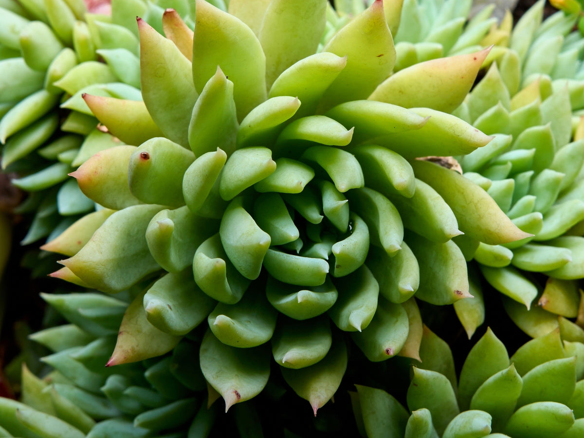 50 ROCK PINE Orostachys Japonica Multicolored Succulent Pink Flower Houseplant Seeds