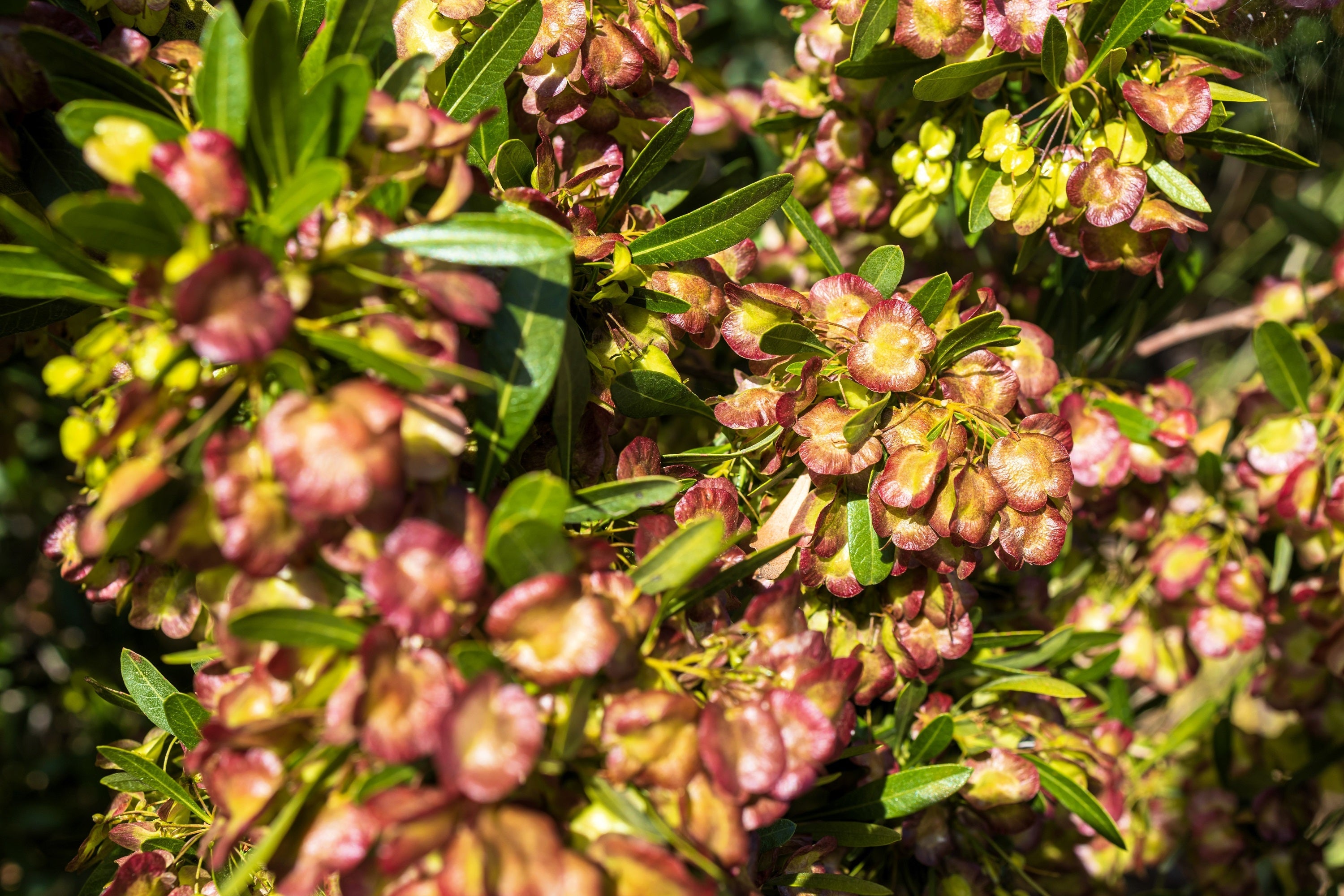 40 Mixed Colors FLORIDA HOPBUSH Dodonaea Viscosa Hawaiian Hopseed Flower Shrub Seeds