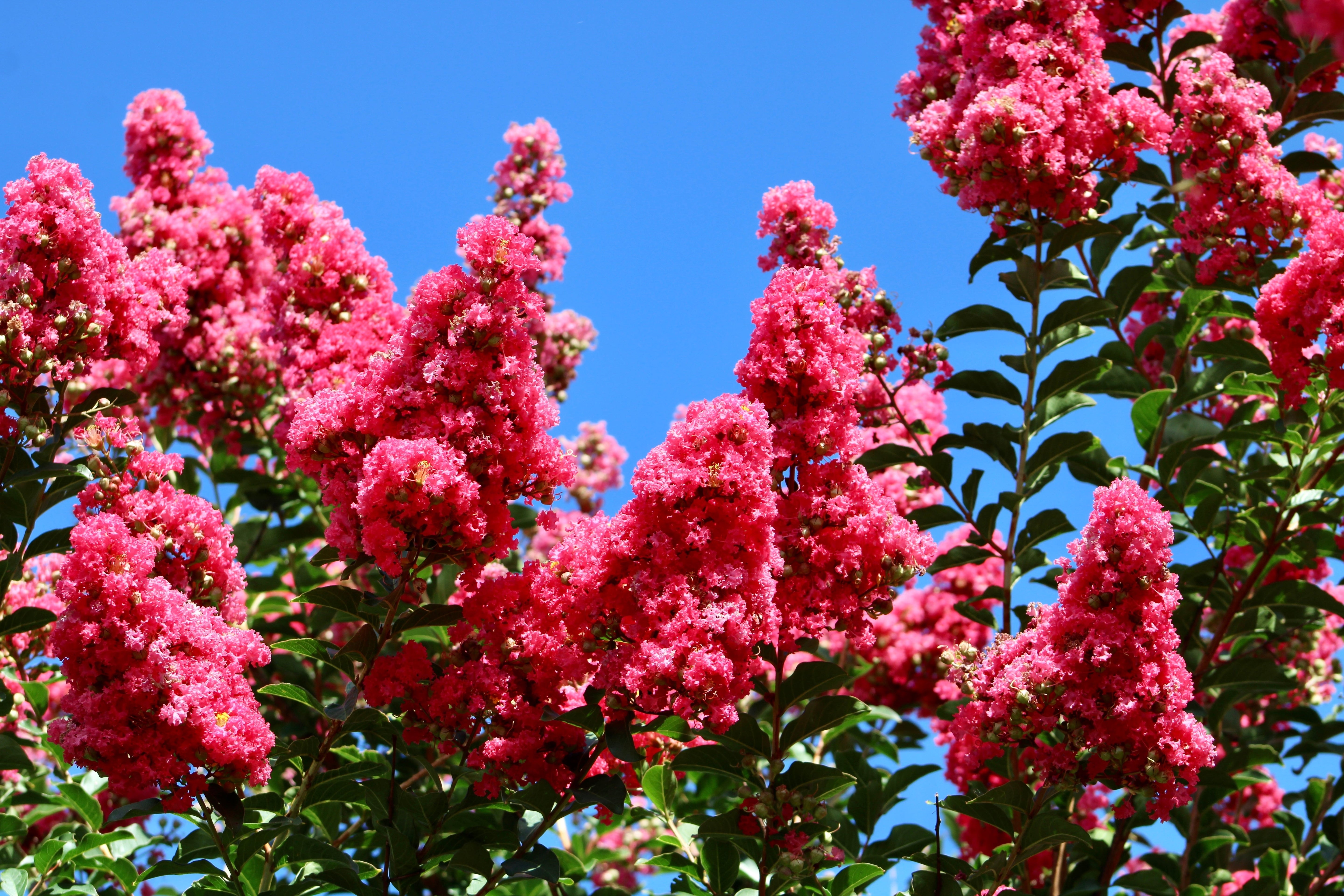 35 Dark PINK CREPE MYRTLE Lagerstroemia Indica Flowering Shrub Bush Small Tree Seeds