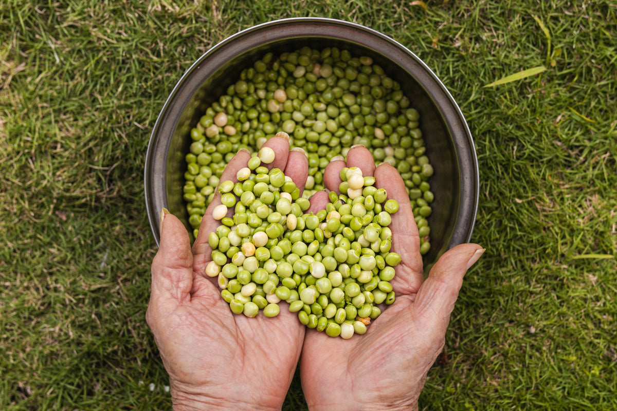 30 PIGEON PEA Dhal Gungo Puerto Rico Bean Cajanus Cajan Vegetable Seeds
