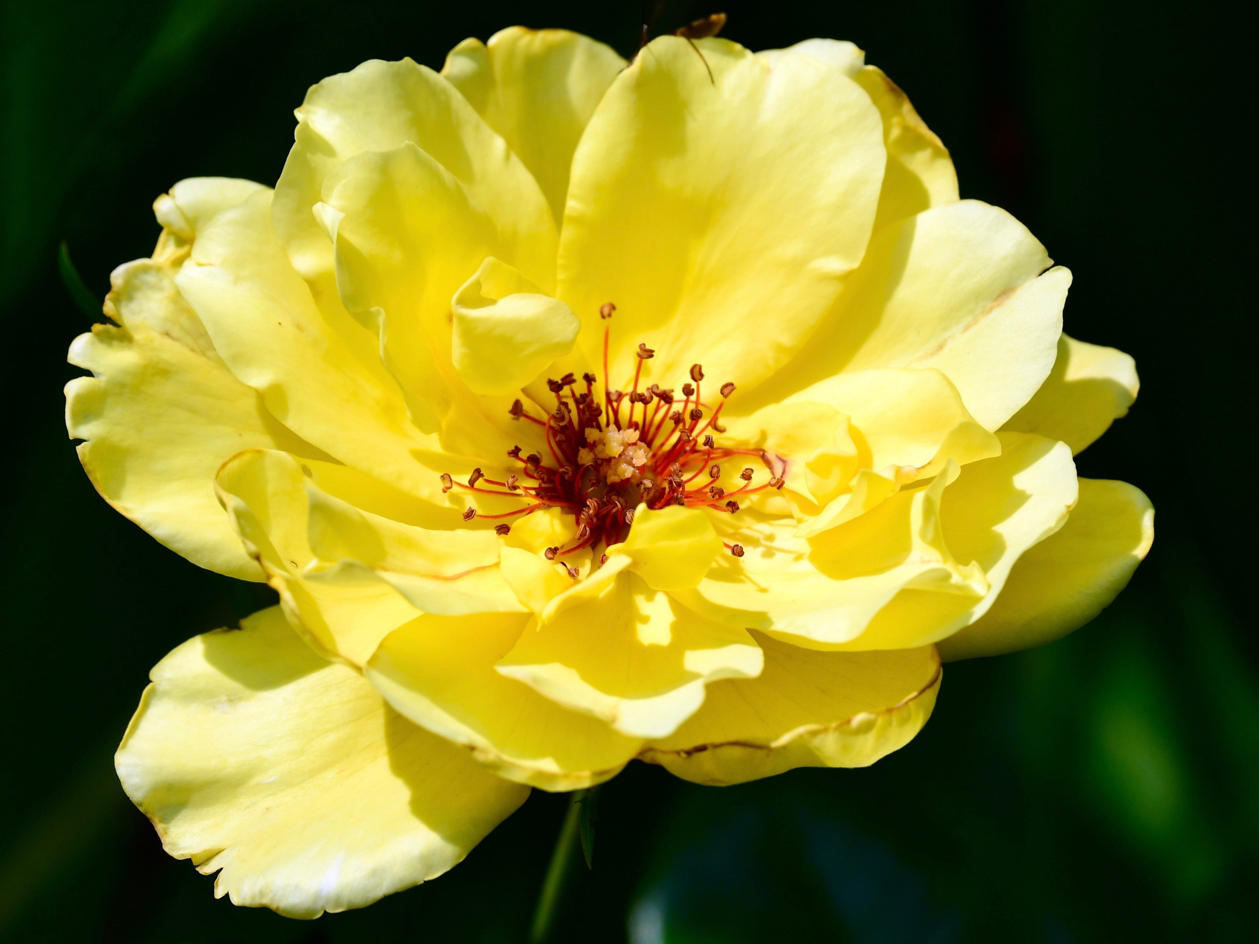 10 Yellow MANCHU ROSE Bush Rosa Xanthina Hummingbird Flower Seeds