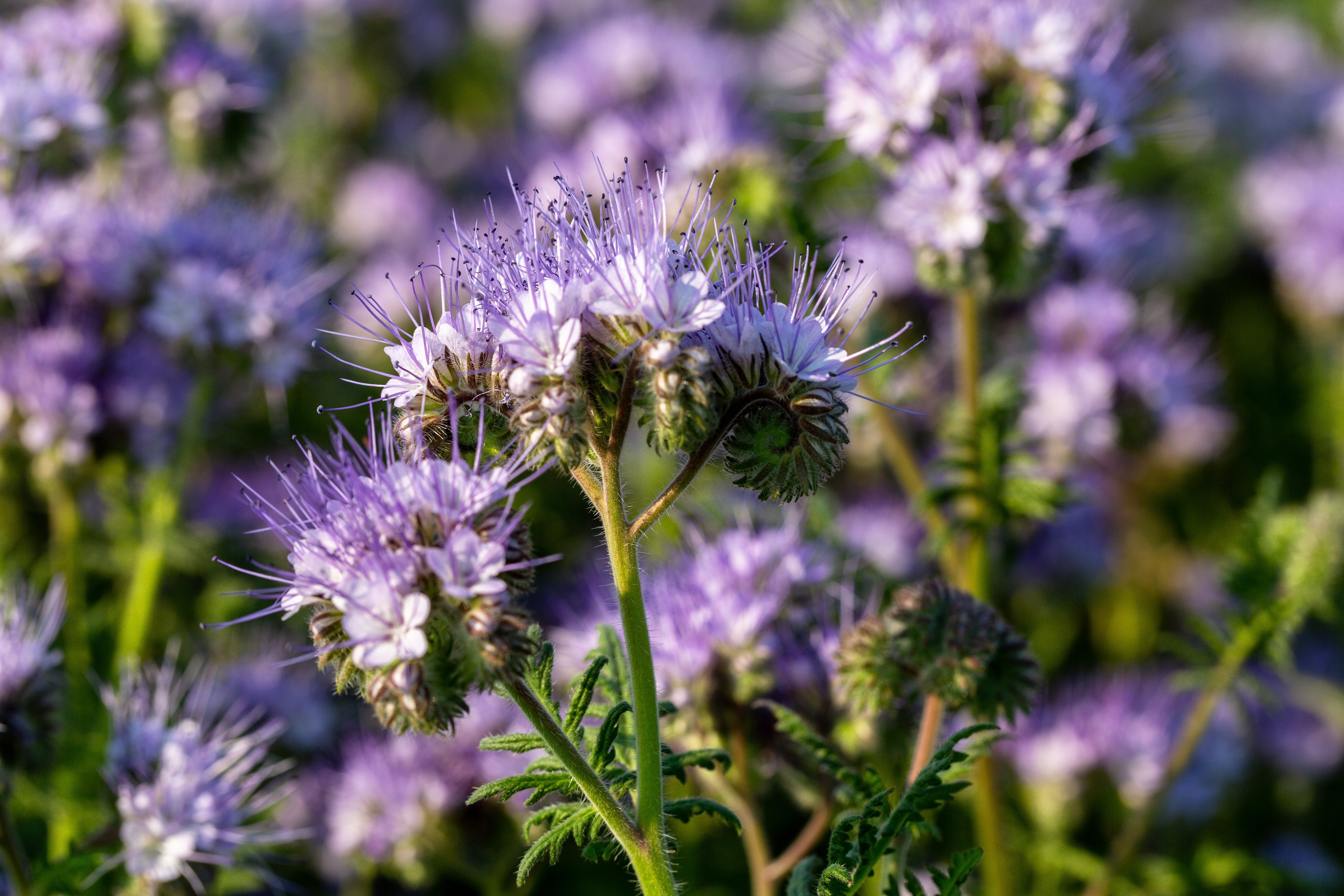 300 PURPLE TANSY Lacy Fiddleneck Phacelia Tanacetifolia Flower Seeds