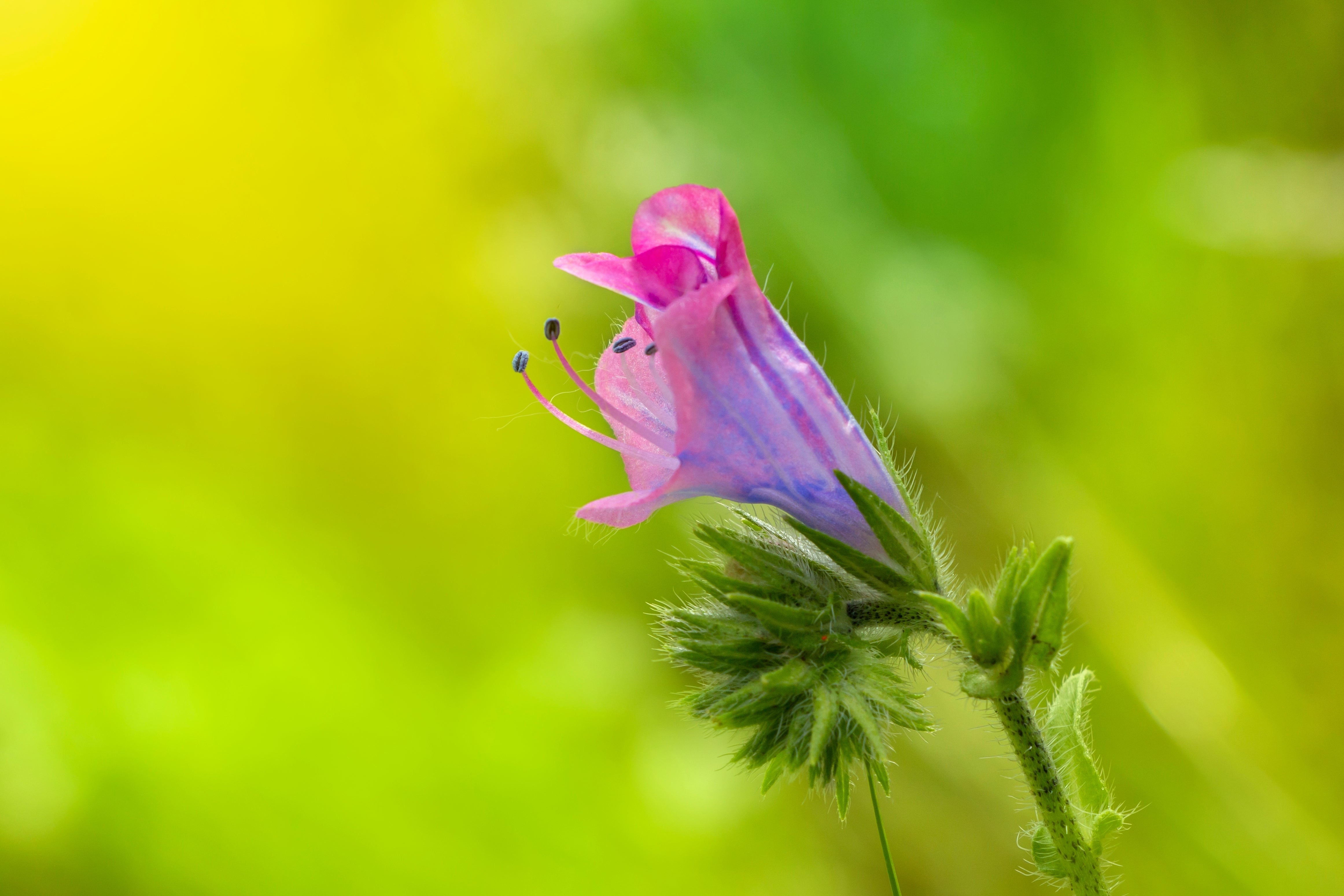 25 ROSE VIPER'S BUGLOSS Pink Echium Plantagineum Rose Bedder Flower Seeds