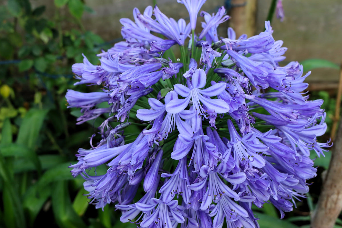 25 BLUE LILY of the NILE Agapanthus Orientalis African Lily Flower Seeds