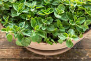 500 GREEK OREGANO Italian / Winter Marjoram Origanum Vulgare Hirtum Herb Seeds