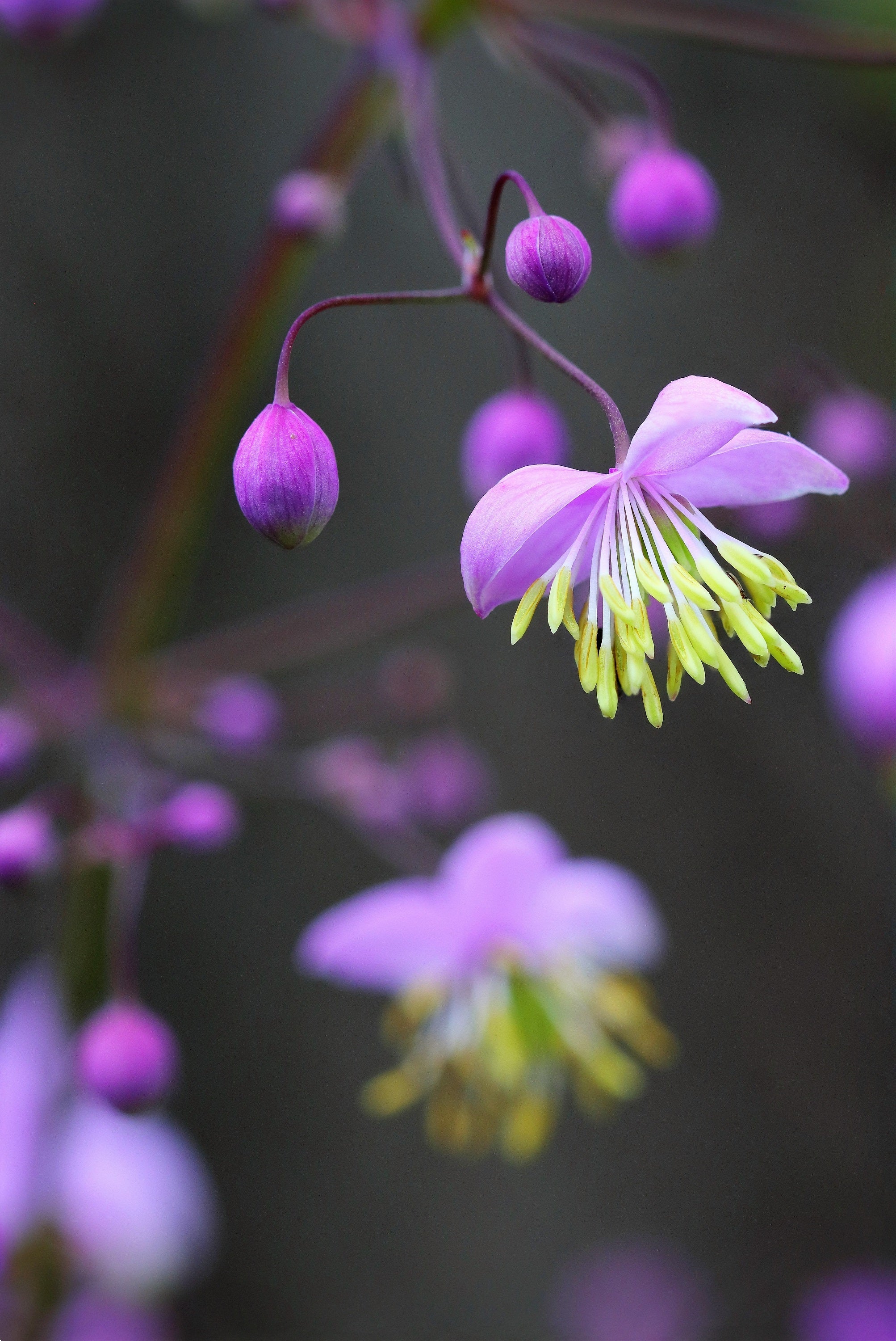 5 CHINESE MEADOW RUE Pink Yunnan Thalictrum Dipterocarpum Delavayi Flower Seeds