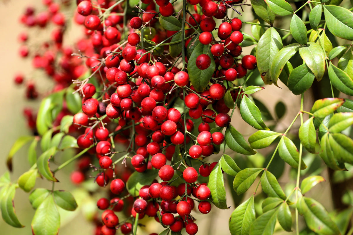 15 DWARF SACRED BAMBOO Heavenly Nandina Domestica Nana Pink Red Sun Shade Shrub Seeds