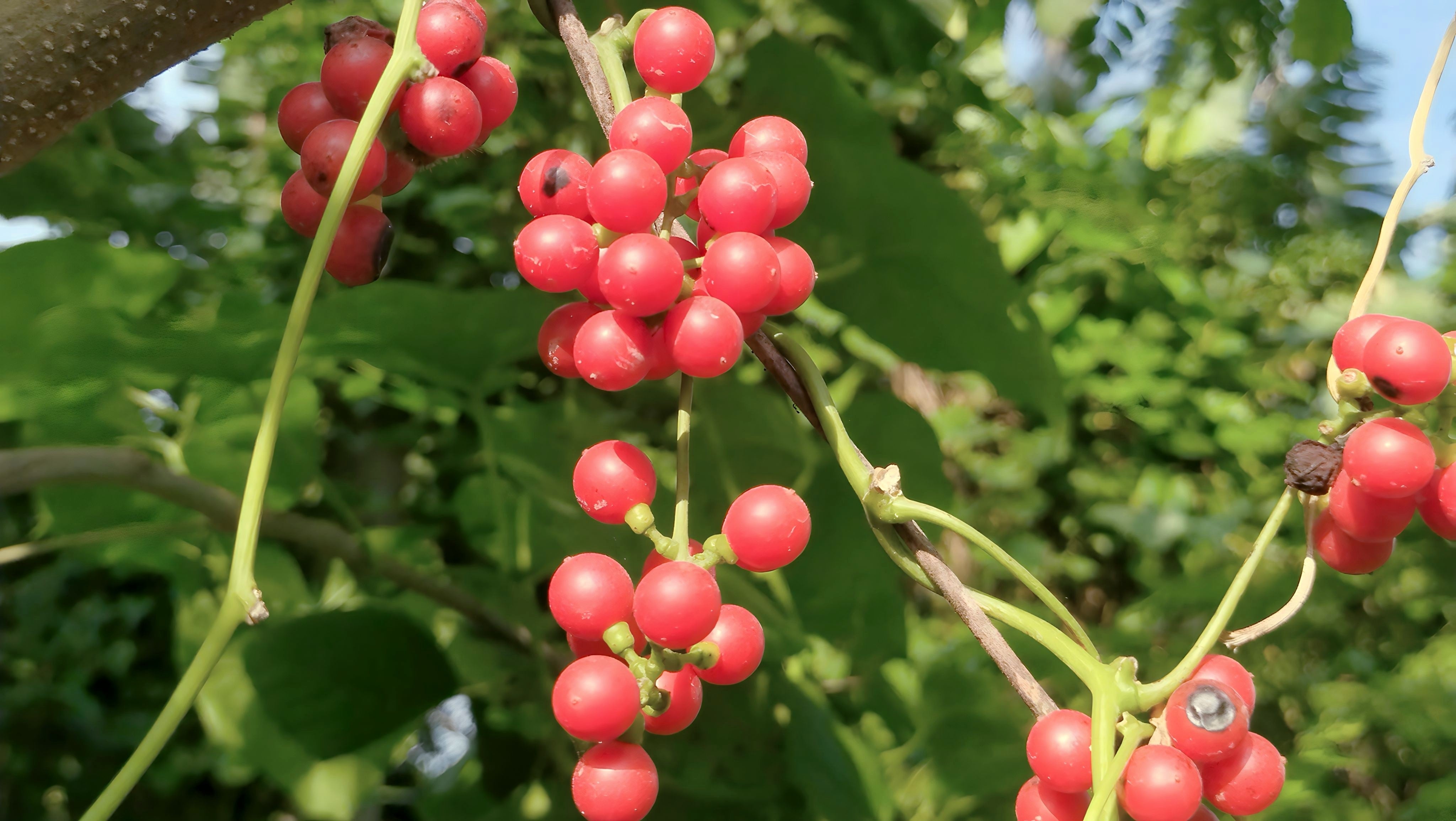 10 CAROLINA MOONSEED Snailseed / Coralbeads Flower Vine Cocculus Carolinus Seeds