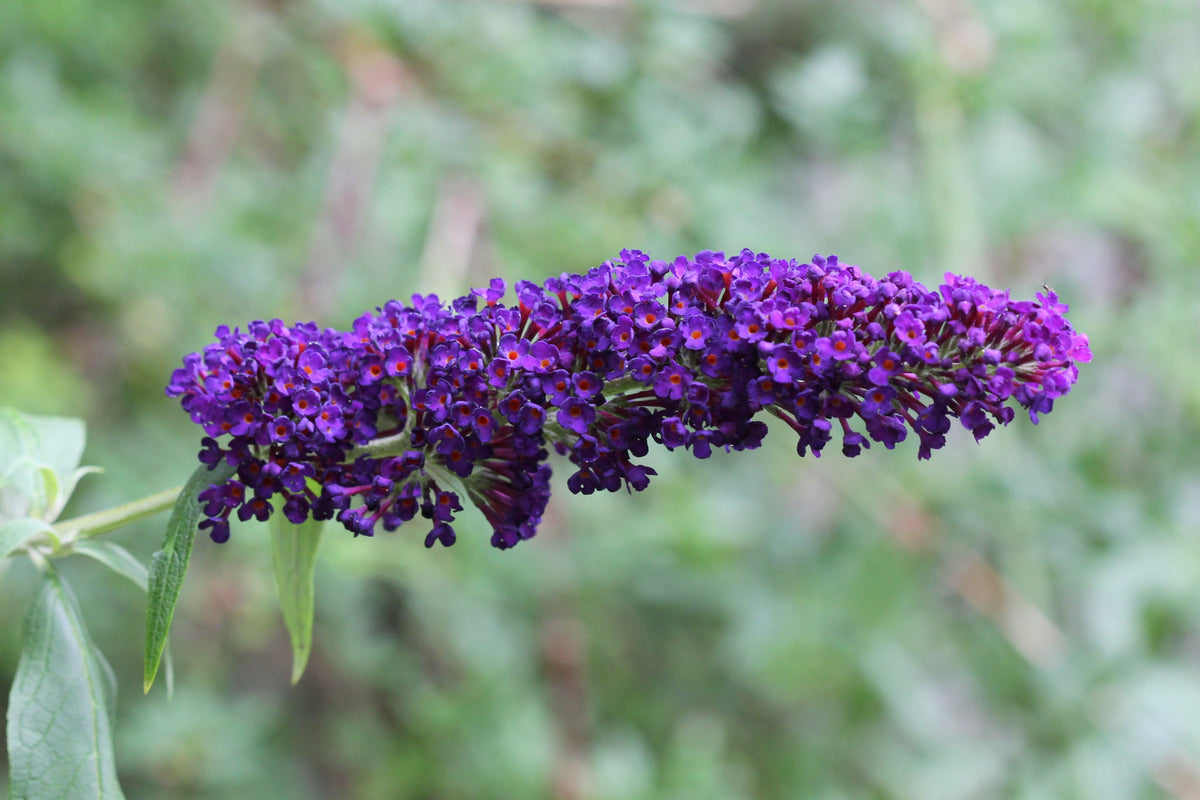 50 Dark PURPLE BUTTERFLY BUSH Buddleja Davidii Hummingbird Shrub Fragrant Flower Seeds
