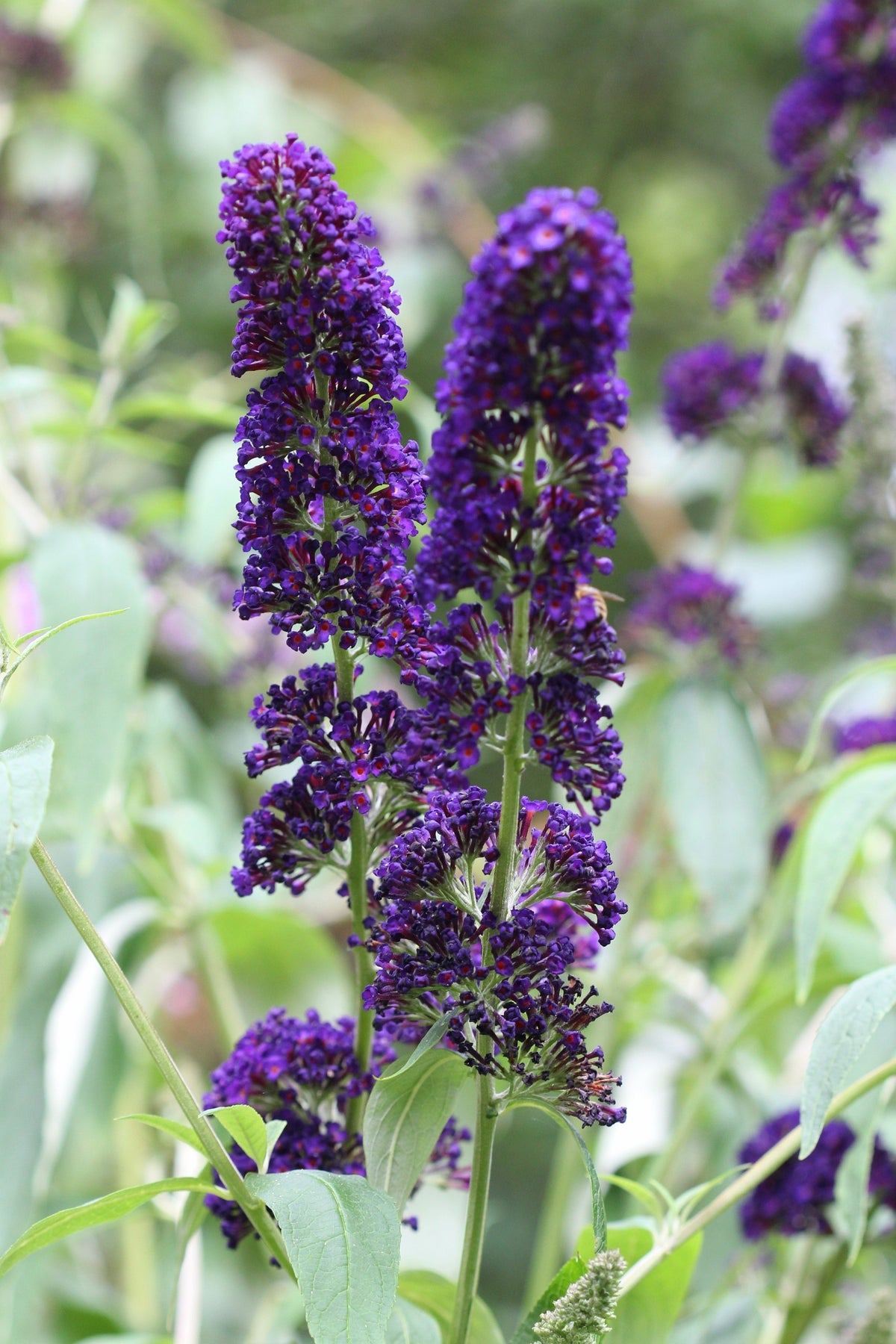 50 Dark PURPLE BUTTERFLY BUSH Buddleja Davidii Hummingbird Shrub Fragrant Flower Seeds
