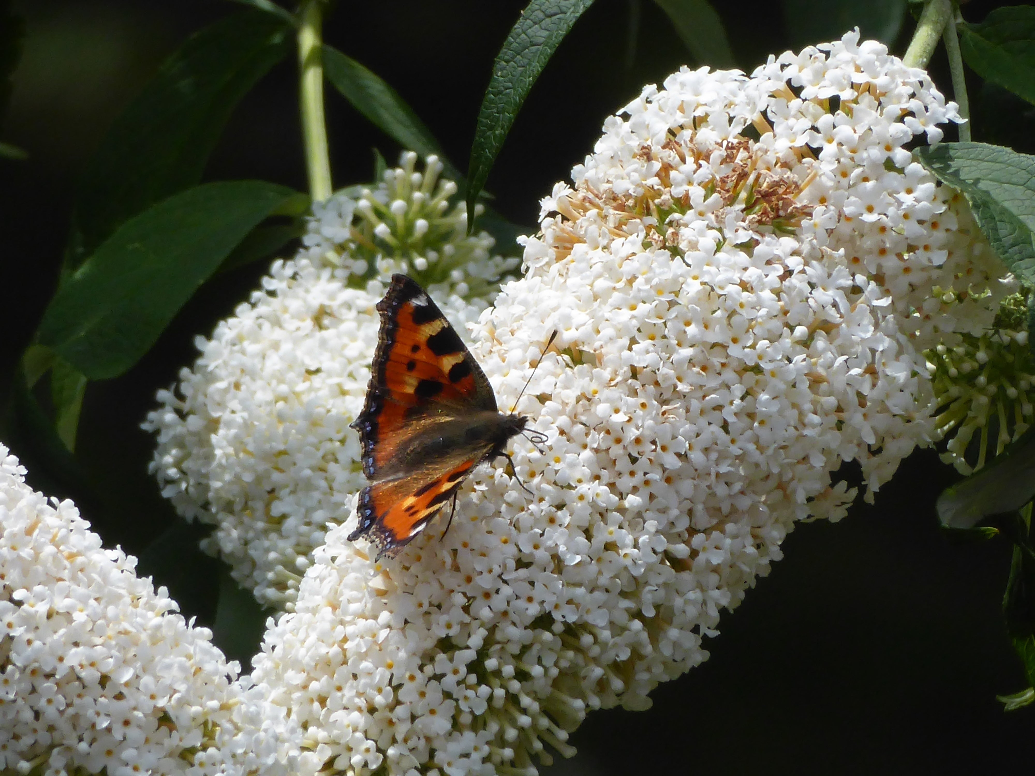 50 WHITE BUTTERFLY BUSH Buddleja Davidii Flower Seeds