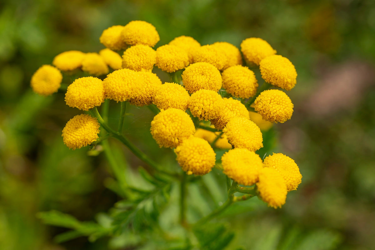 100 YELLOW TANSY Double Golden Buttons Fern Leaf Tanacetum Vulgare Flower Seeds