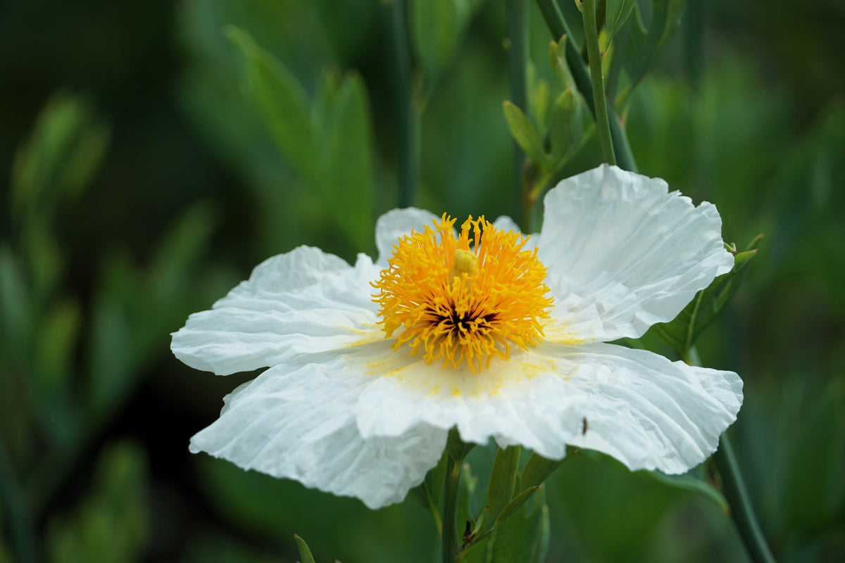 1000 WHITE CALIFORNIA POPPY Eschscholzia Californica Flower Seeds