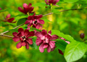 10 SWEETSHRUB Carolina Allspice Fragrant Calycanthus Floridus Shrub Flower Seeds