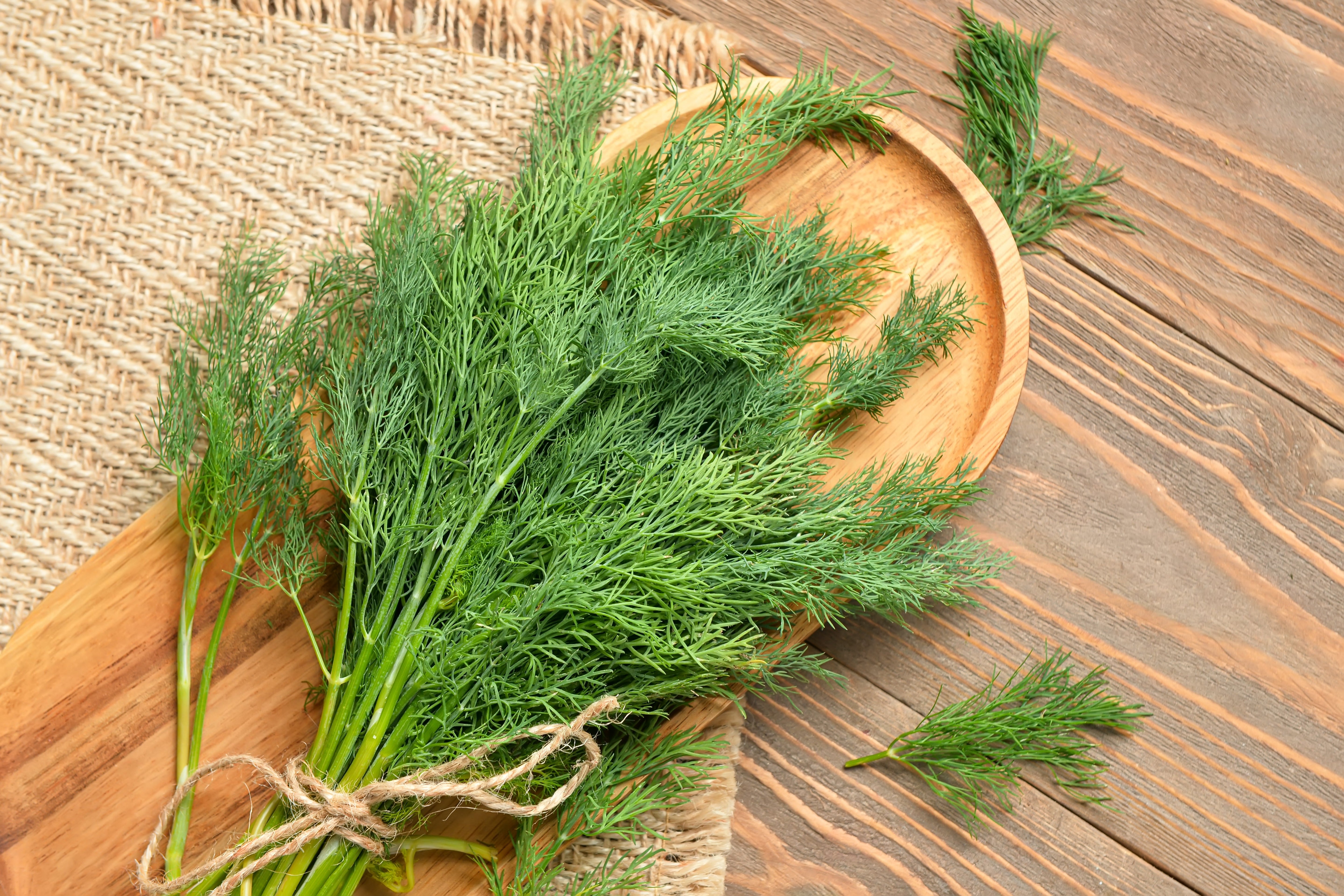 2500 BOUQUET DILL Anethum Graveolens Herb Flower Seeds