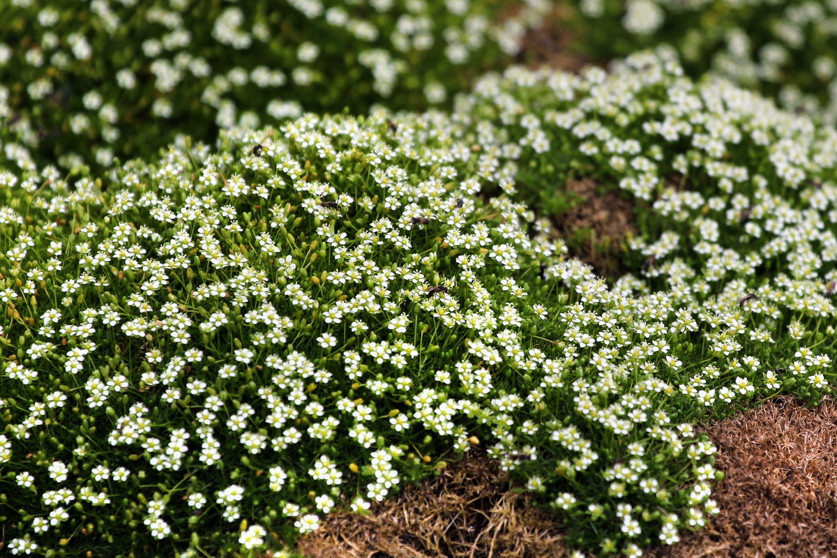 50 IRISH MOSS Groundcover Heath Pearlwort Sagina Subulata White Flower Seeds