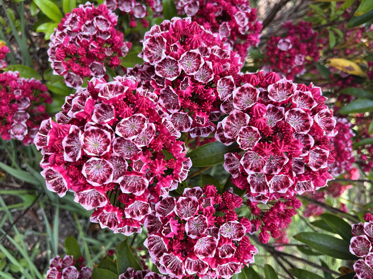 50 MOUNTAIN LAUREL White Pink Red Kalmia Latifolia Shrub Bush Seeds