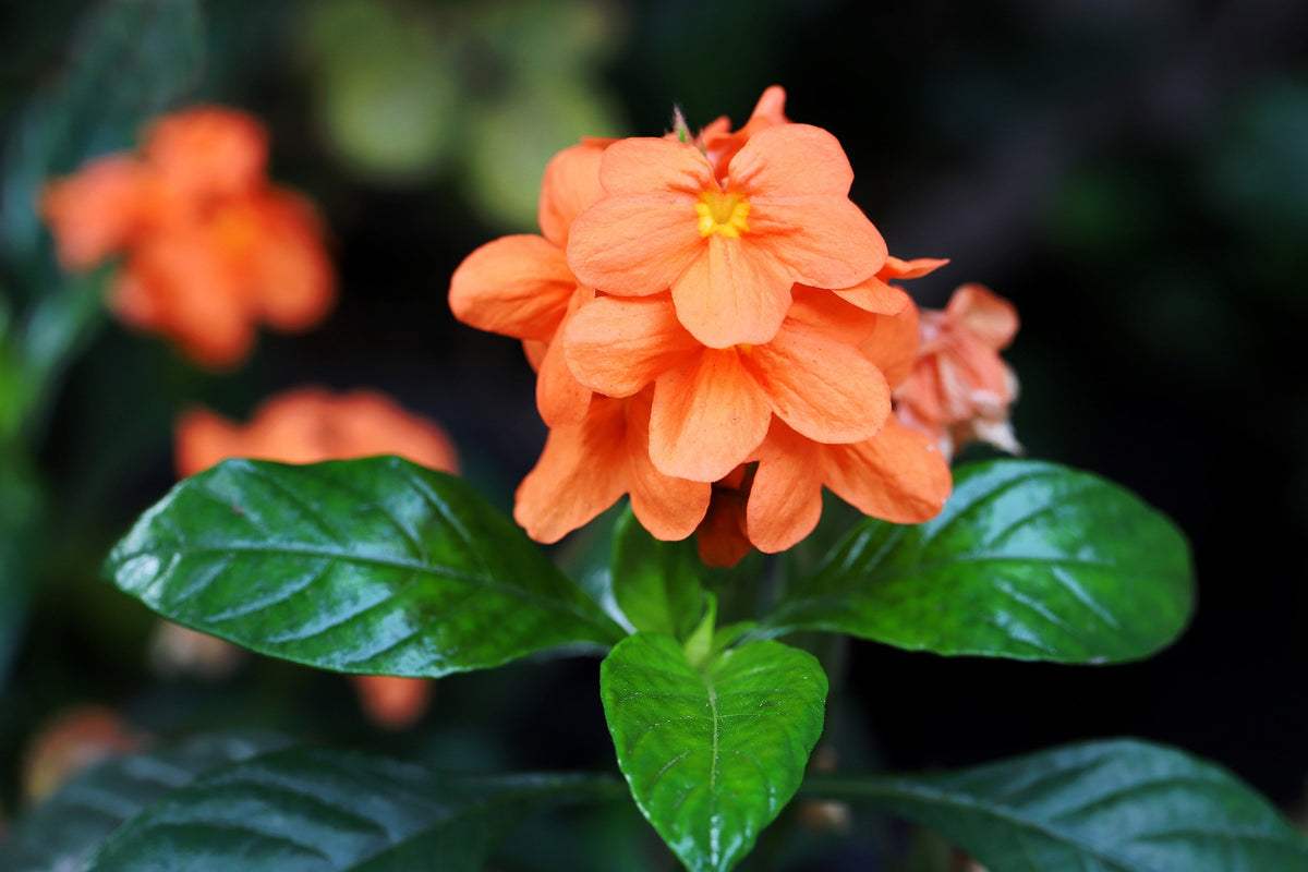 10 ORANGE MARMALADE CROSSANDRA Infundibuliformis Firecracker Flower Houseplant Seeds