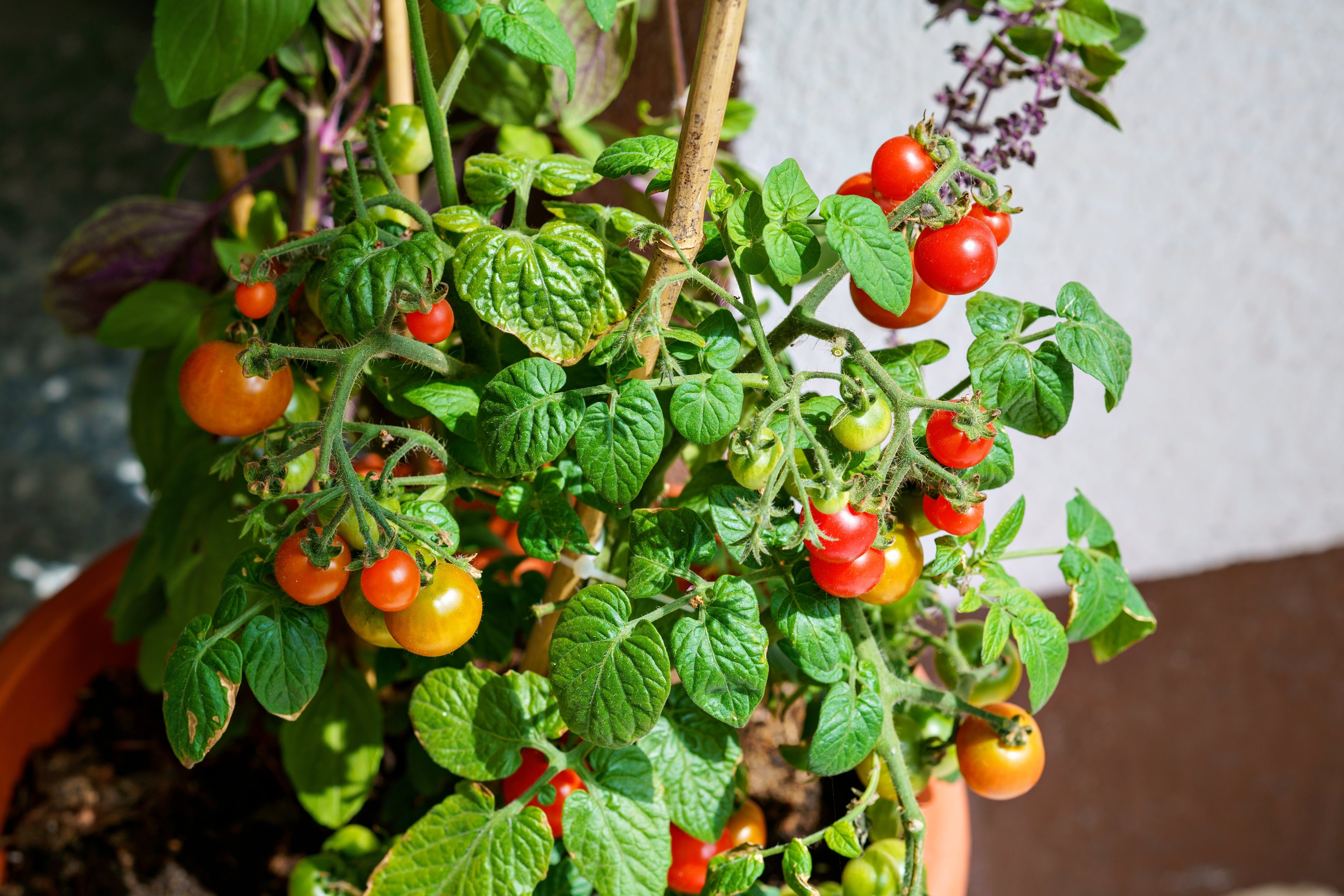 500 BULK Dwarf Cherry TOMATO TINY TIM Solanum Lycoperscium Red Fruit Seeds