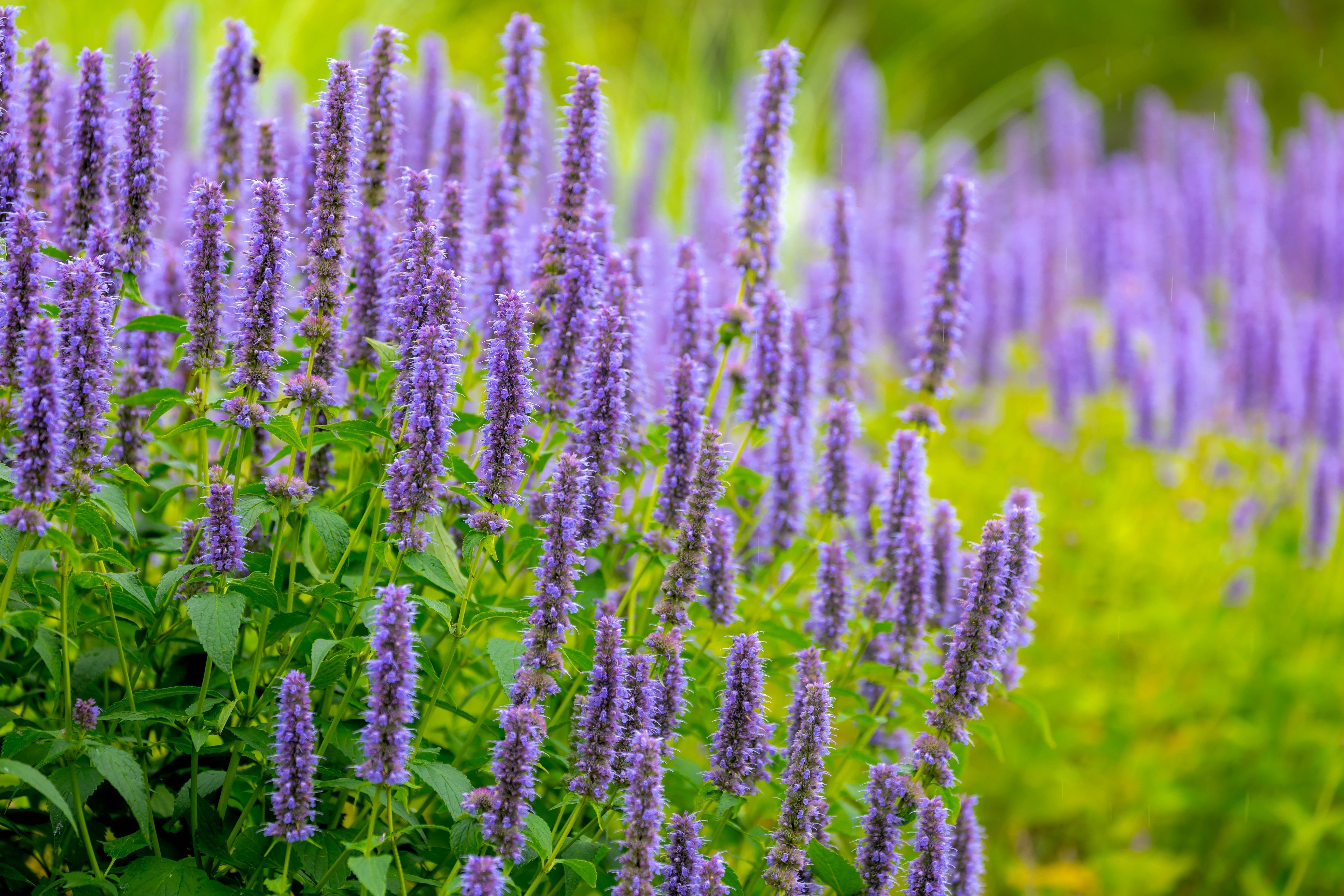 100 ORGANIC Superior LICORICE MINT Agastache Rugosa Korean Tea Herb Purple Flower Seeds